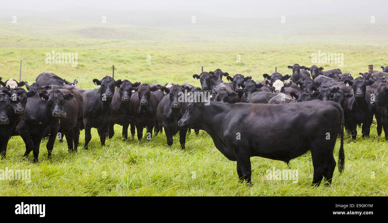 Il Black Angus sulla grande ranch nel nord Kohala, alle Hawaii Foto Stock