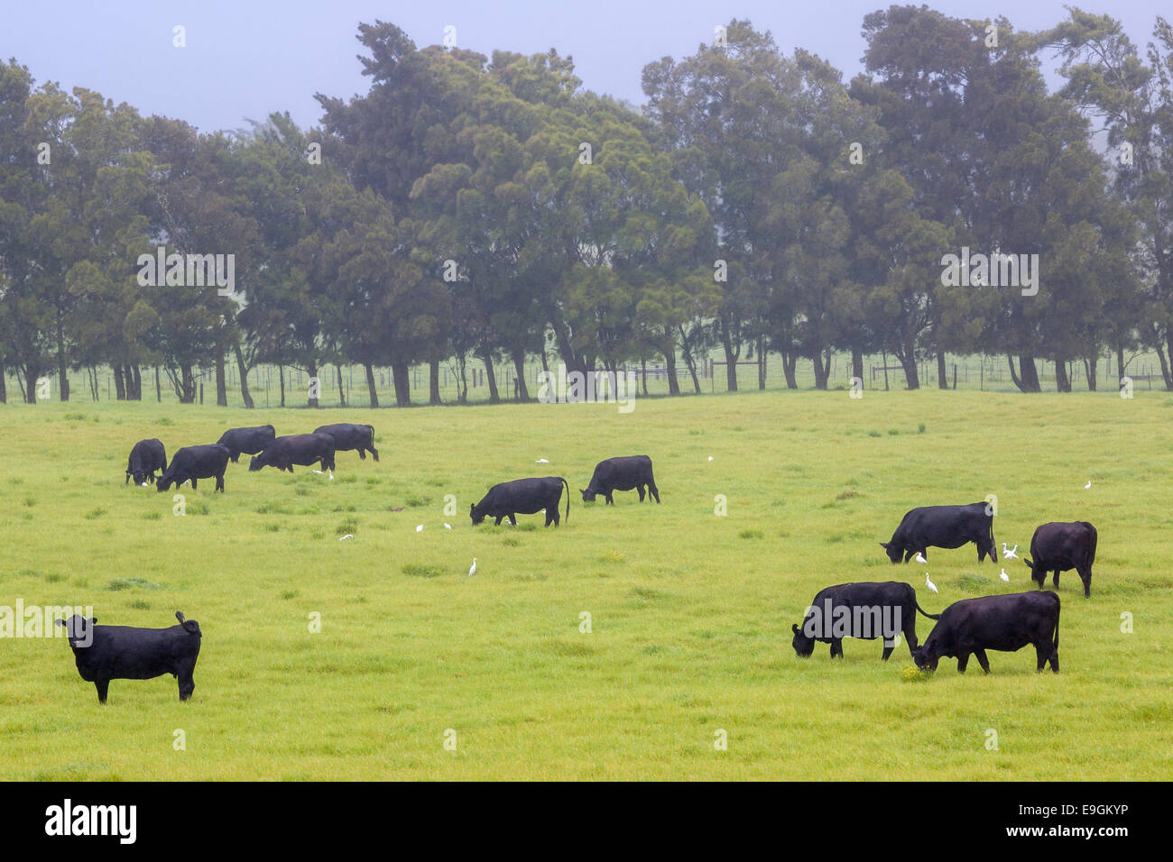 Il Black Angus sulla grande ranch nel nord Kohala, alle Hawaii Foto Stock