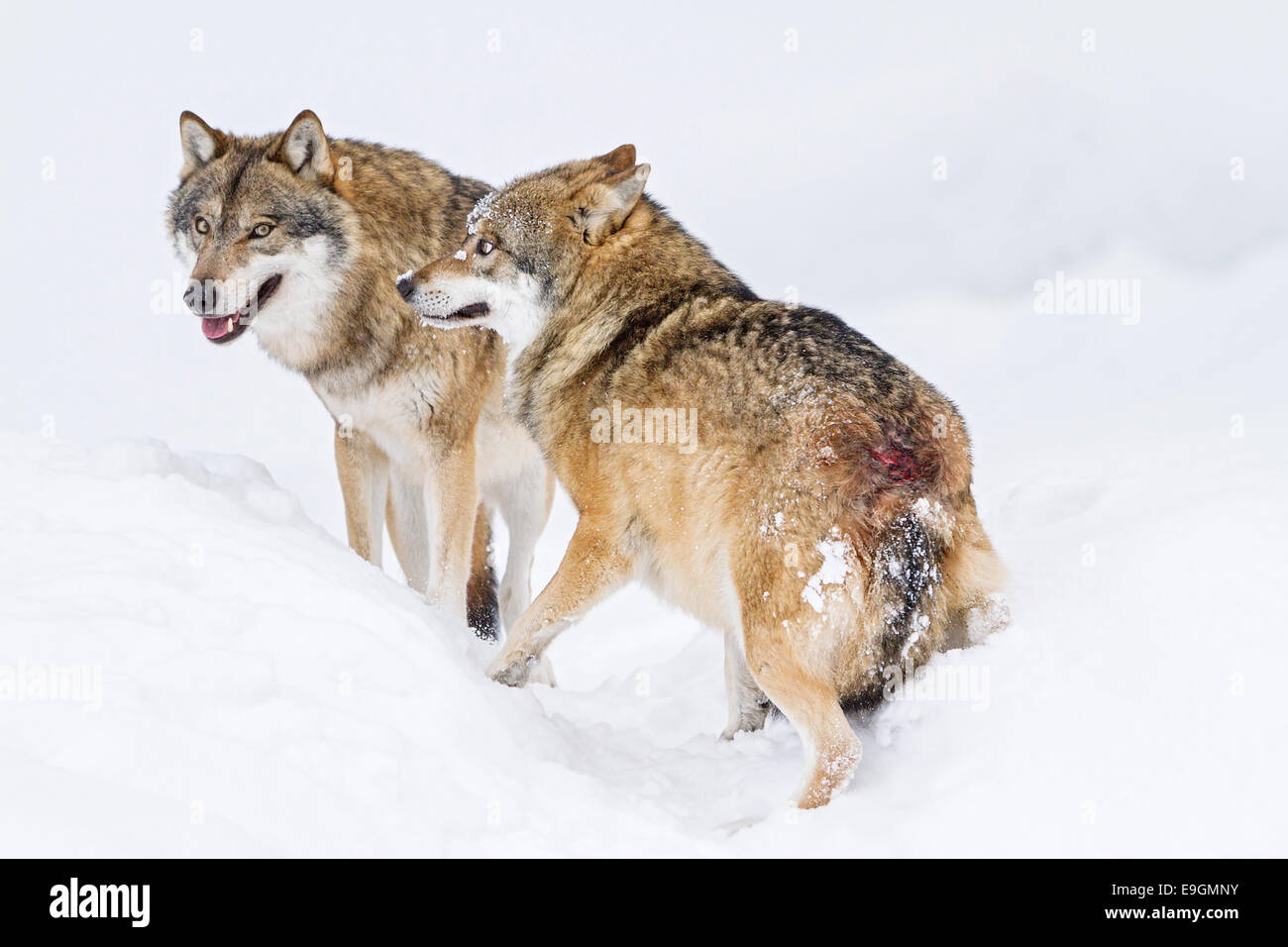 Captive Lupo (Canis lupus) maschio omega visualizza il comportamento sottomesso a maschio beta Foto Stock