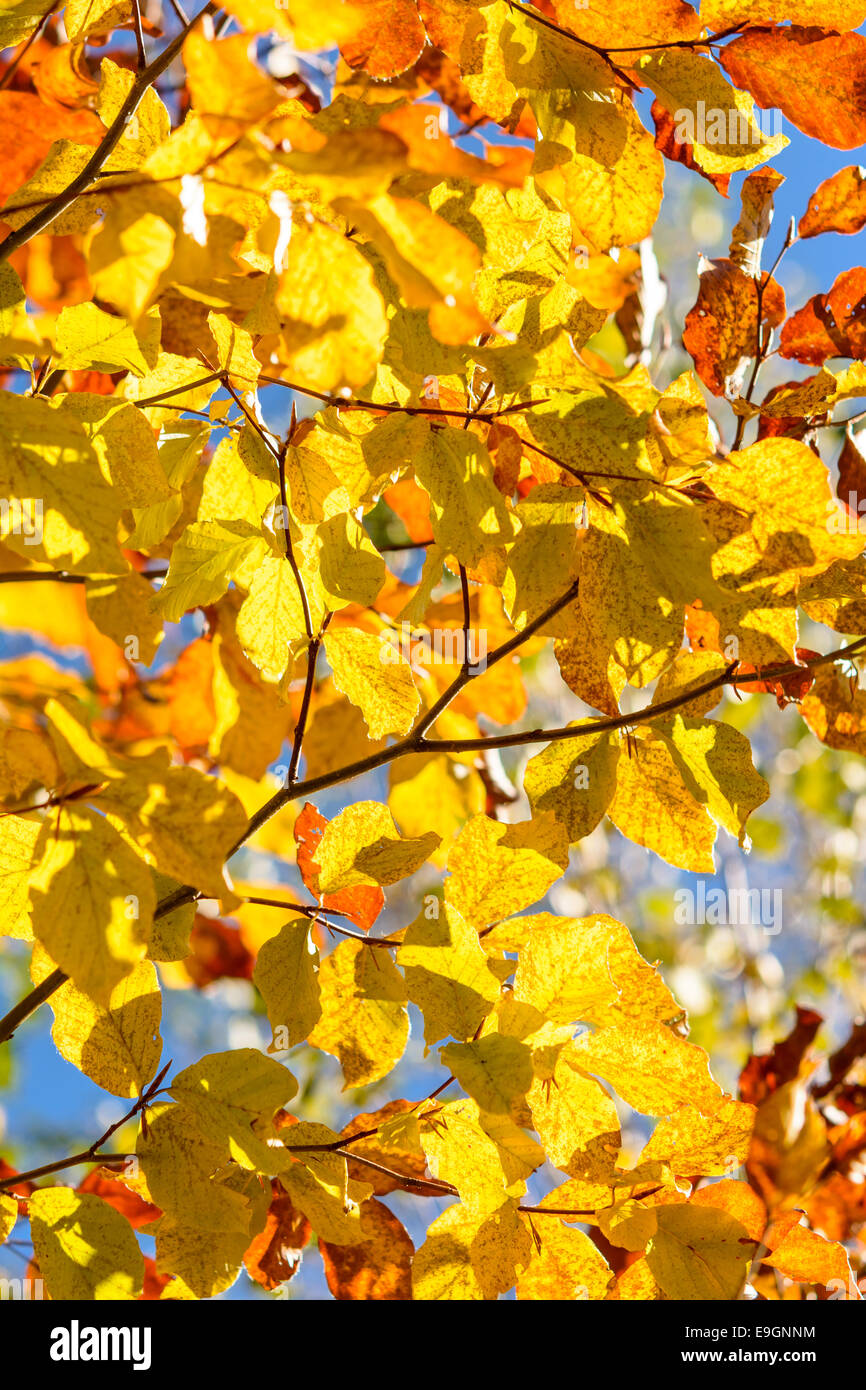 Pesetra,Brasov, Romania: vibrante con retroilluminazione gialla foglie su un albero in autunno Foto Stock