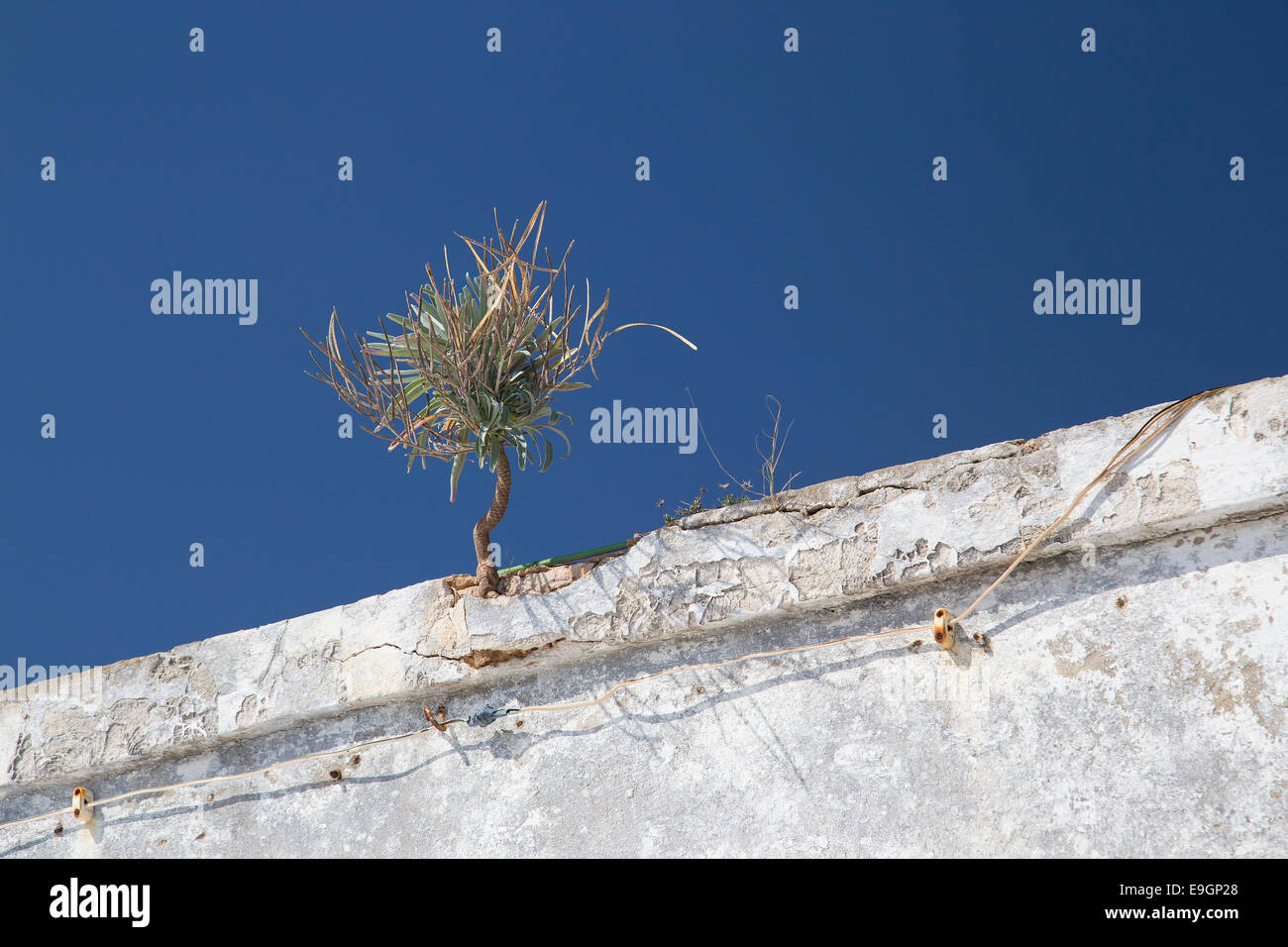 Pino crescente al di fuori del muro - forza della natura - istinto di sopravvivenza Foto Stock