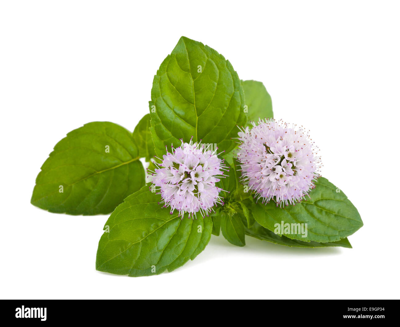 Mint fiori isolati su sfondo bianco Foto Stock