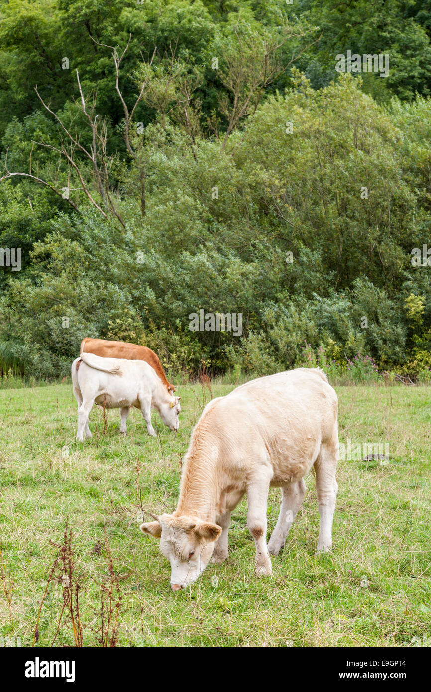Il pascolo di bestiame. Le mucche in un campo a Monsal Dale, Derbyshire, Parco Nazionale di Peak District, England, Regno Unito Foto Stock