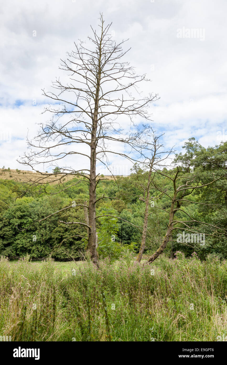 Albero morto in piedi nella campagna, Upperdale, Derbyshire, Peak District, England, Regno Unito Foto Stock