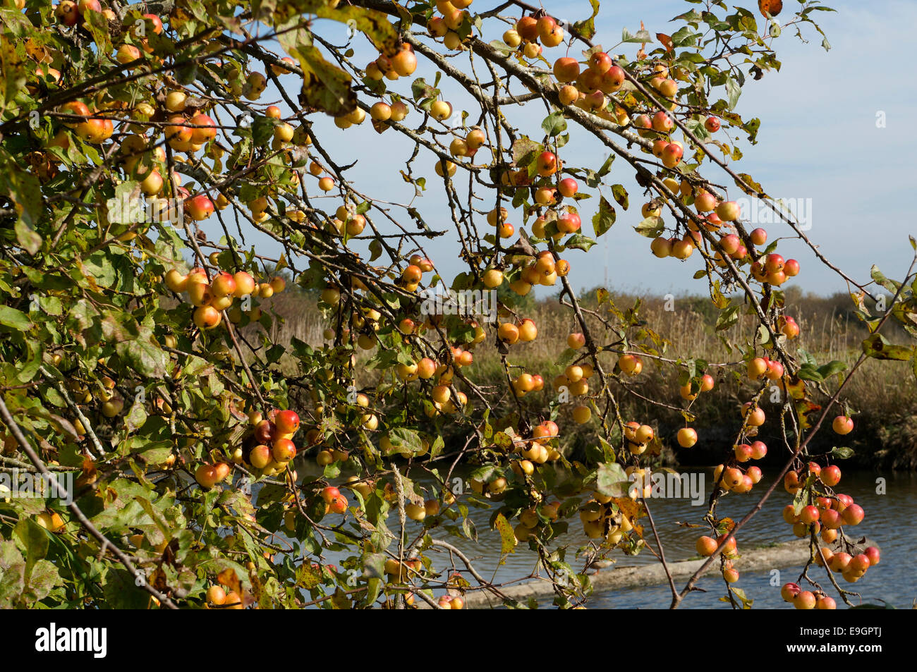 Pacific Crab Apple tree o Malus fusca, George C. Reifel uccello migratore Santuario, Delta, BC, Canada Foto Stock