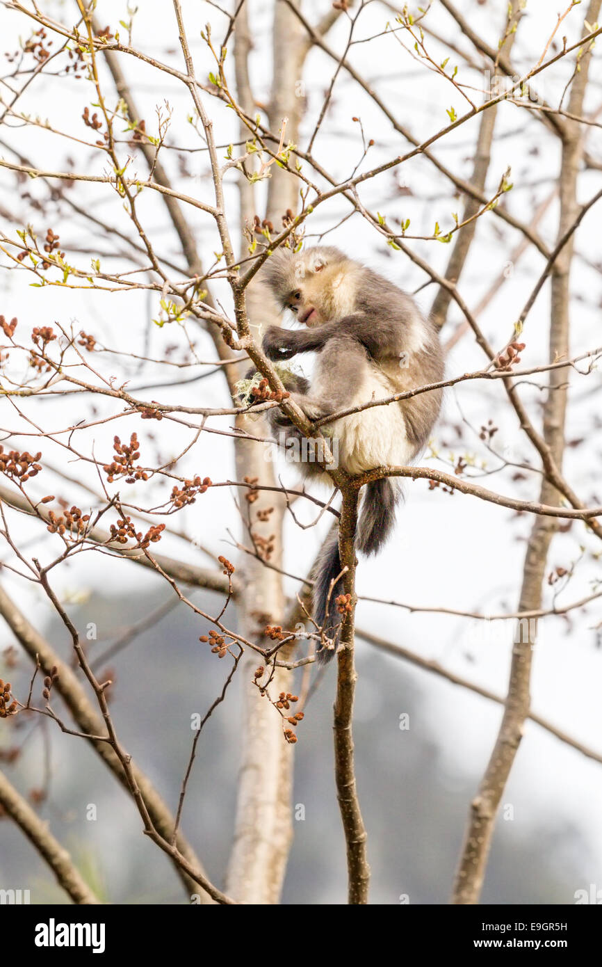 I capretti Yunnan rampognare-annusò scimmia (Rhinopithecus bieti) alimentare in una struttura ad albero Foto Stock