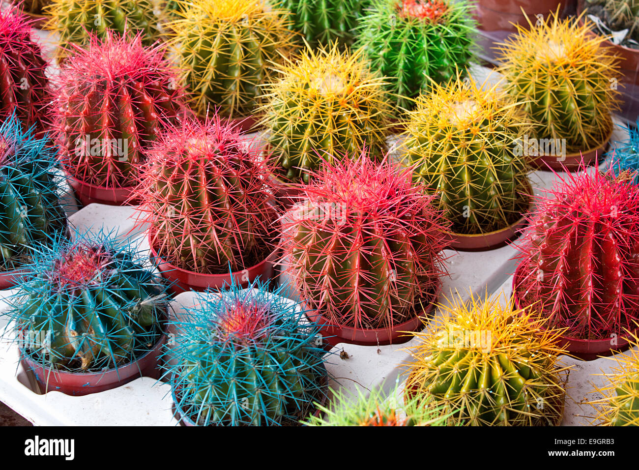 La disposizione delle colorate artificialmente cactus in un mercato dei fiori o vivaio il perfetto impianto pot per abbinare le vostre case colore interno Foto Stock La disposizione delle colorate artificialmente cactus in un mercato dei fiori o vivaio il perfetto impianto pot per abbinare le vostre case colore interno Foto Stock