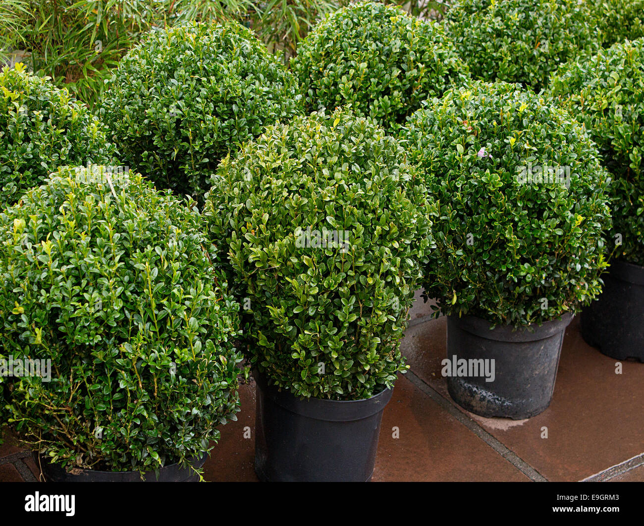 Fila di topiaria da boccole in vasetti per la vendita in un vivaio o centro giardino una grande caratteristica per il paesaggio i giardinieri. Foto Stock