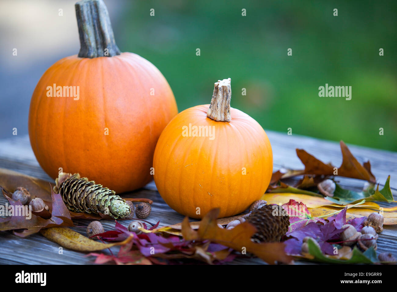 Orange zucche e decorazione di autunno Foto Stock