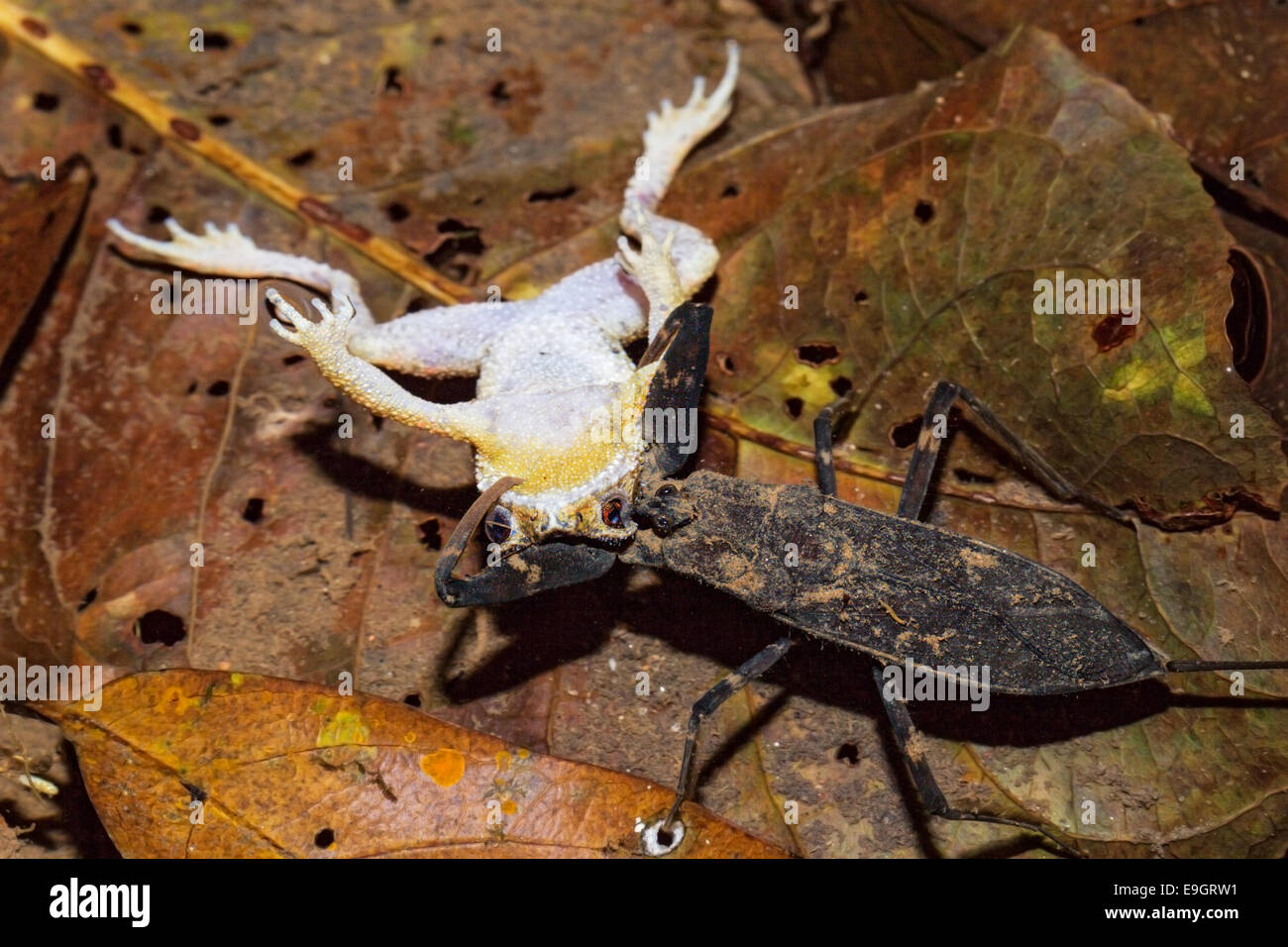 Un acqua scorpion prede su una nana: la malese Toad (Ingerophrynus divergens) durante la notte in una foresta pluviale tropicale in Tailandia Foto Stock