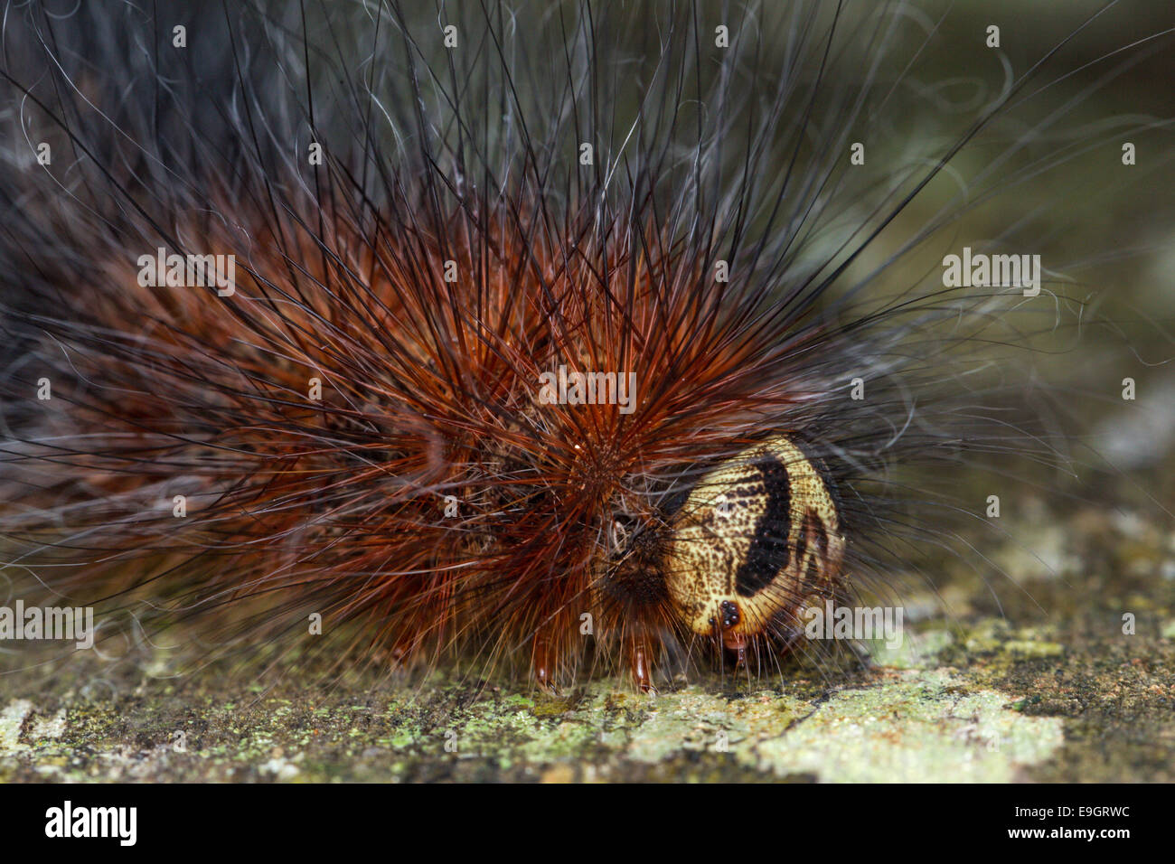 Close up di caterpillar tropicale di lungo i capelli fini-come setae - urticating setole o peli irritanti - in una foresta pluviale Borneo Foto Stock