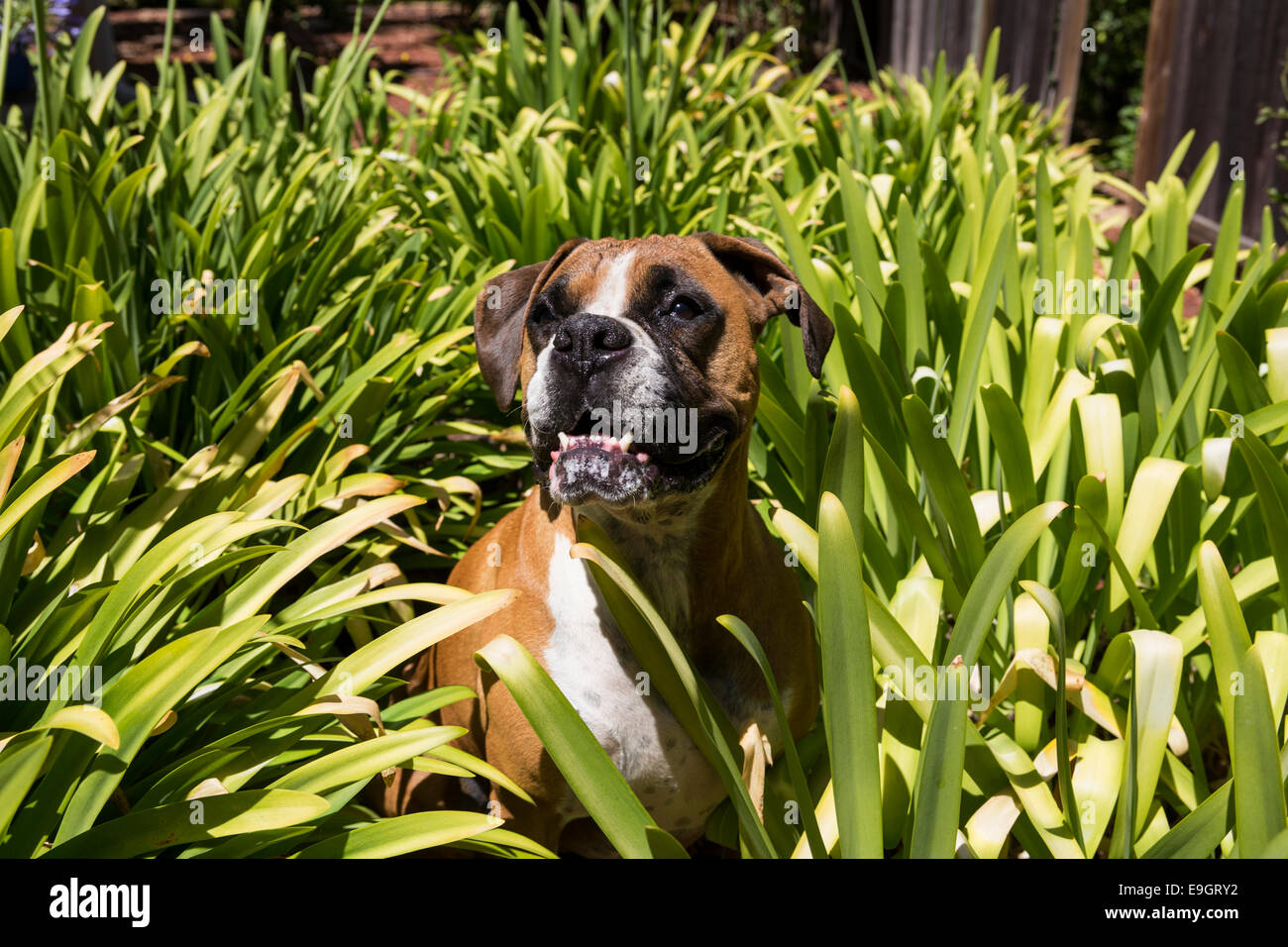 Boxer tedesche, Deutscher Boxer, Boxer, dei Molossi razza di cane, cane di razza, città, Novato, California, Marin County, Stati Uniti Foto Stock