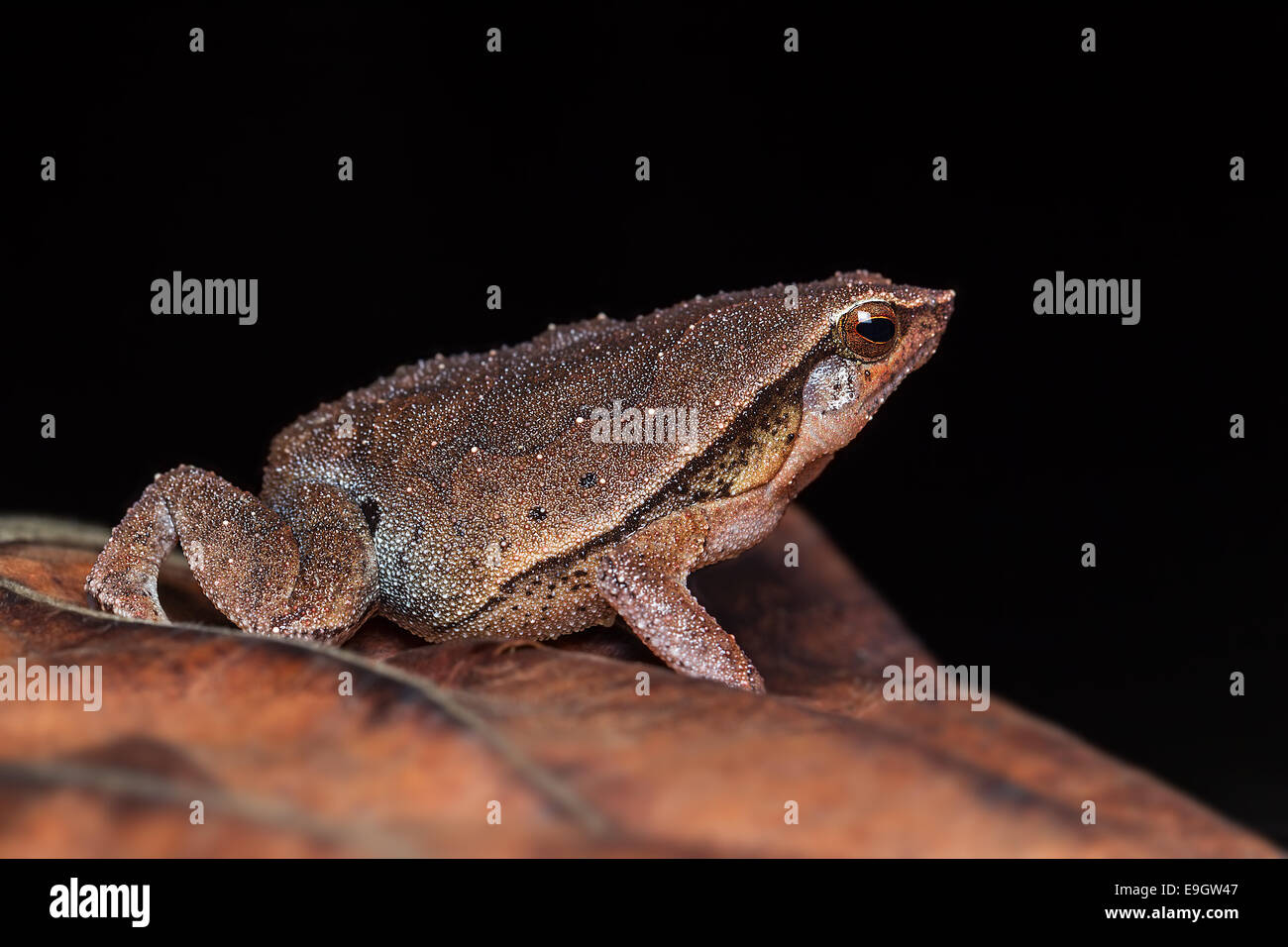 Nero-spotted appiccicoso (Rana Kalophrynus pleurostigma) in una malese della foresta pluviale tropicale di notte Foto Stock