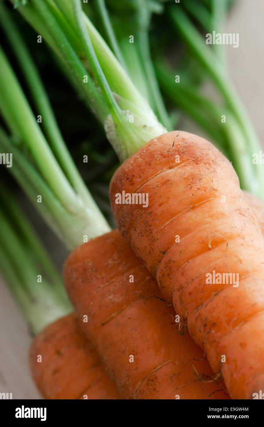 Appena le carote prelevate dal giardino Foto Stock
