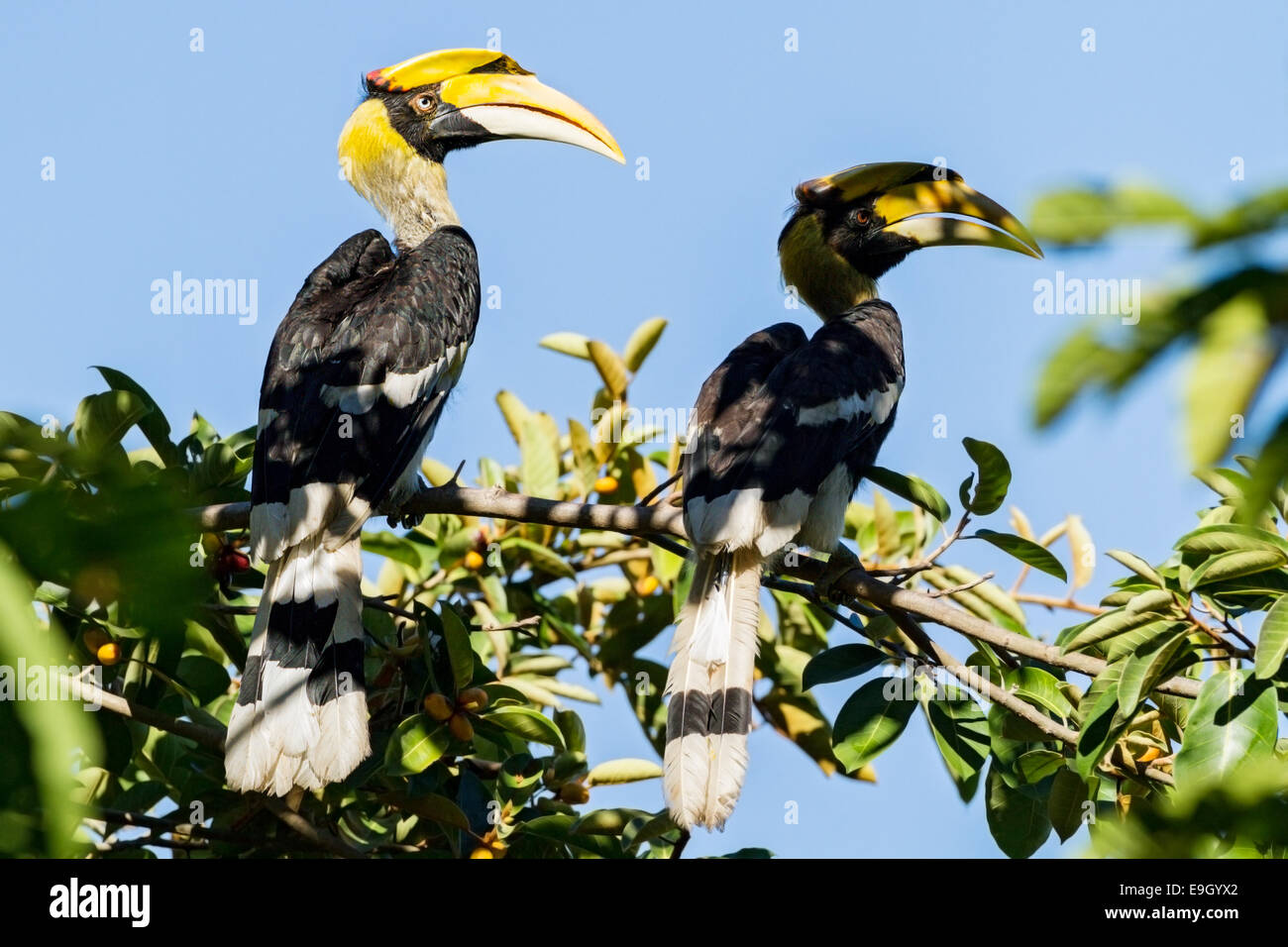 Una coppia di allevamento di grande hornbills (Buceros simum) corteggiare nella foresta pluviale tropicale cielino Foto Stock