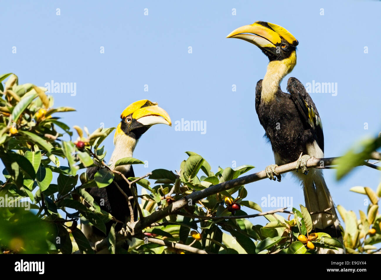 Una coppia di allevamento di grande hornbills (Buceros simum) corteggiare nella foresta pluviale tropicale cielino Foto Stock