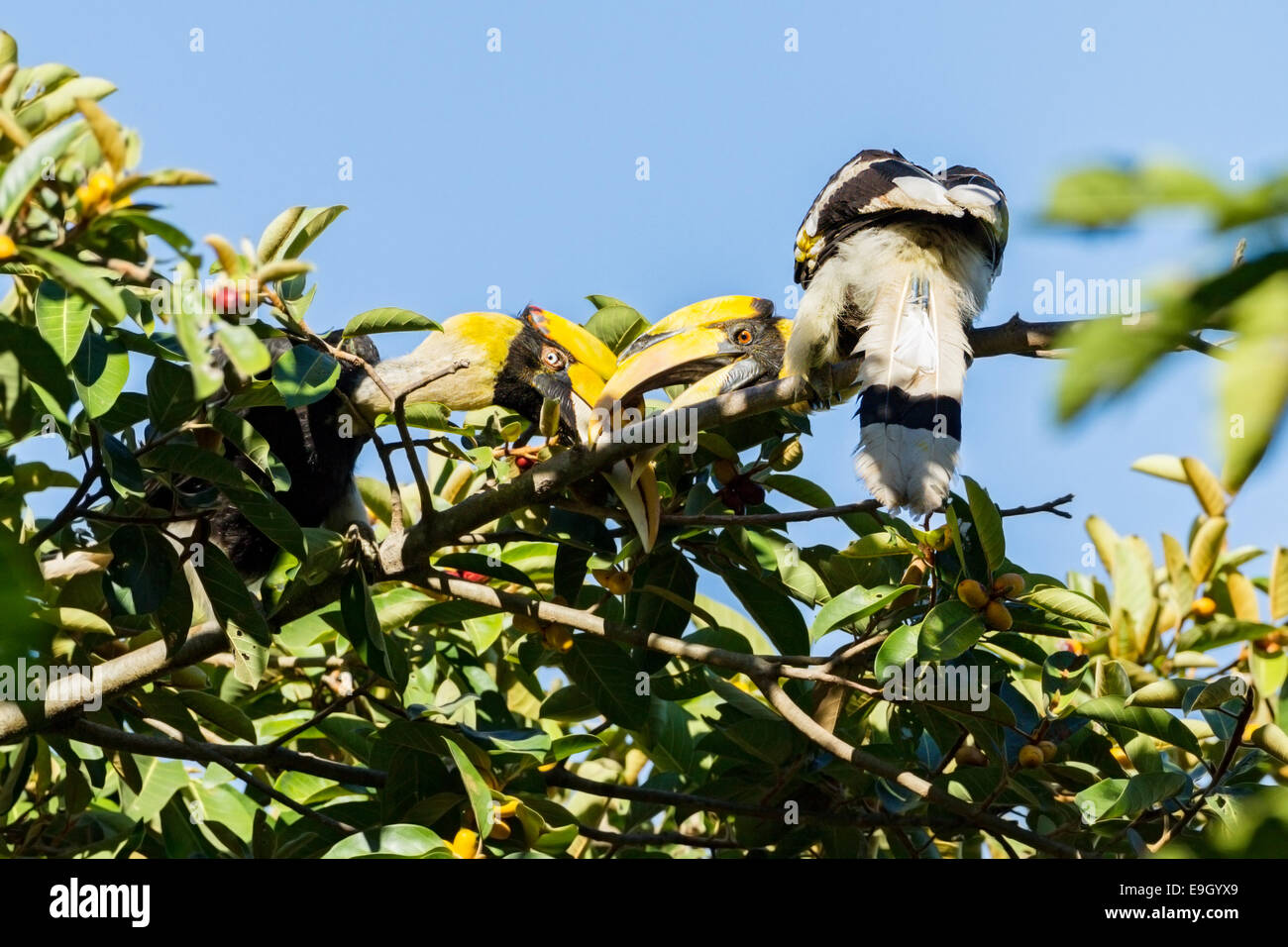 Una coppia di allevamento di grande hornbills (Buceros simum) corteggiare nella foresta pluviale tropicale cielino Foto Stock