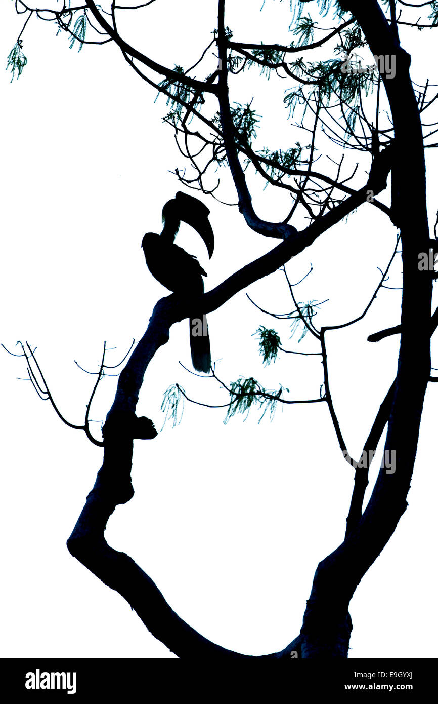 Silhouette di grande hornbill (Buceros simum) nella foresta pluviale tropicale cielino Foto Stock