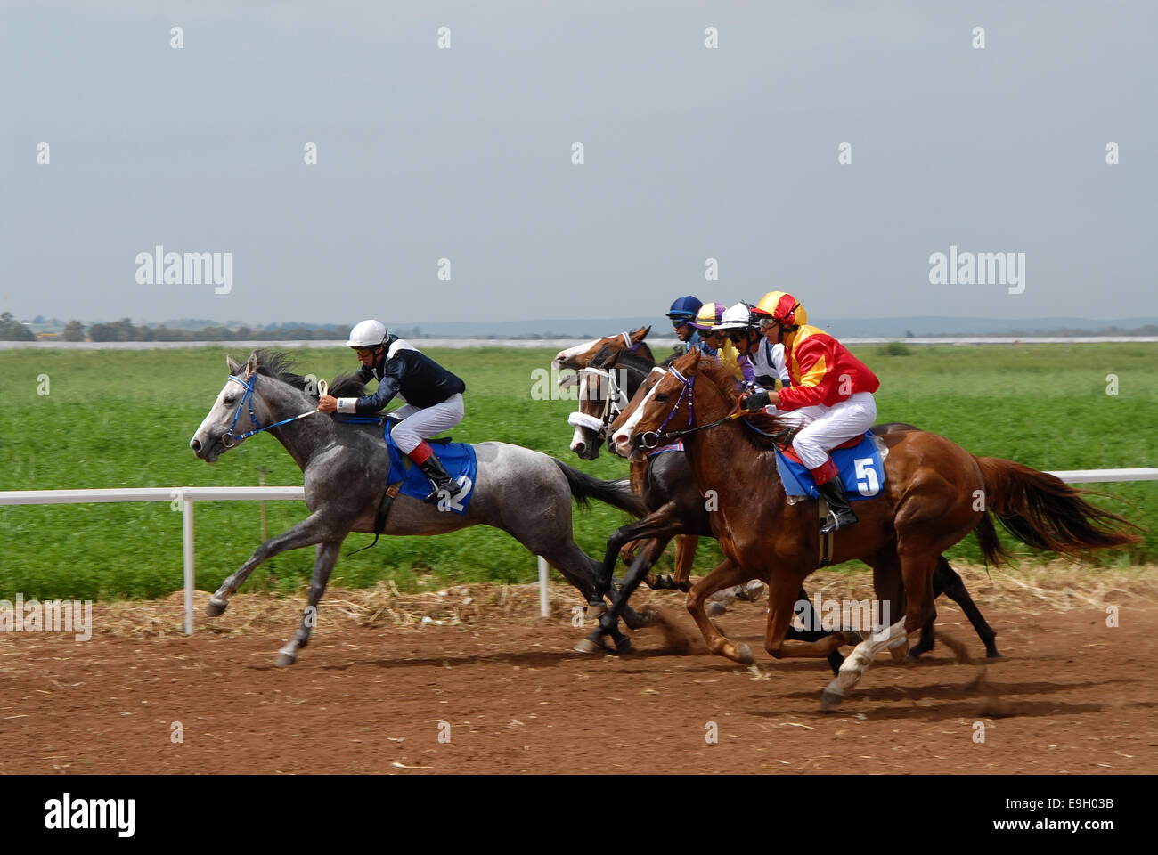 Corsa di cavalli, Israele Foto Stock