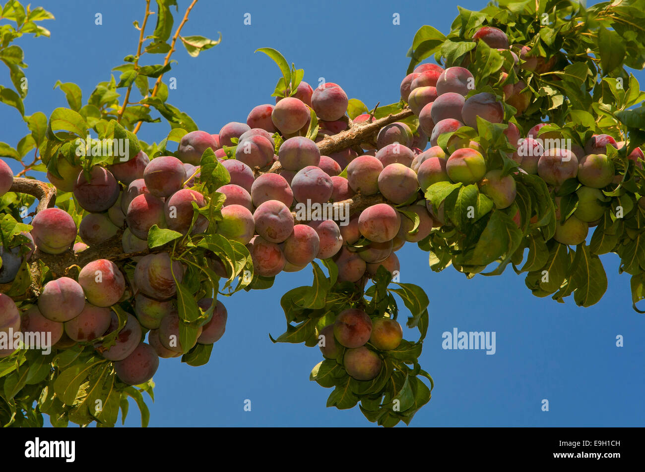 Albero di prugna - foglie e frutti, las navas de la Concepción, Siviglia e provincia, regione dell'Andalusia, Spagna, Europa Foto Stock