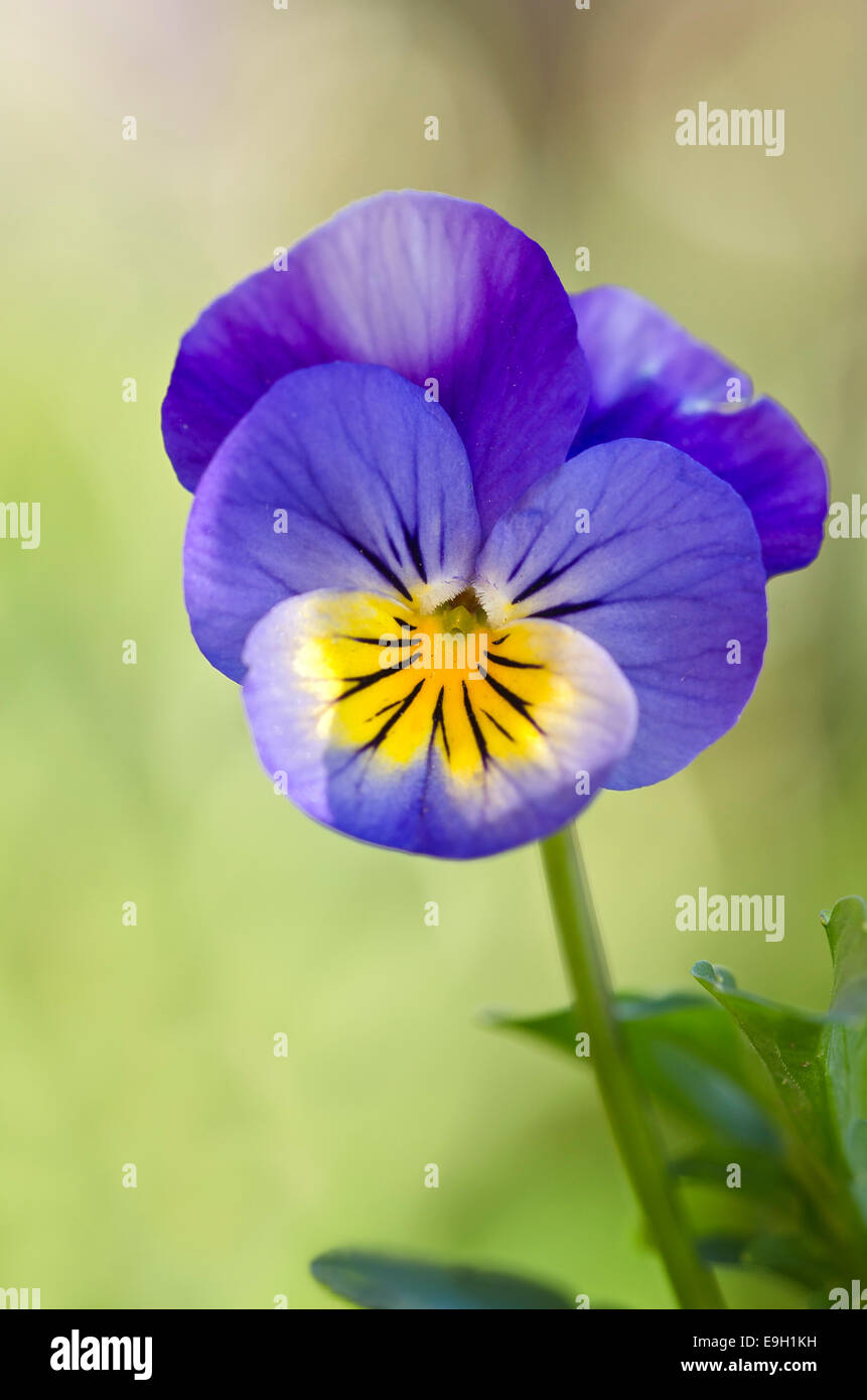 Pansy cornuta o viola cornuta (Viola cornuta), Tirolo, Austria Foto Stock