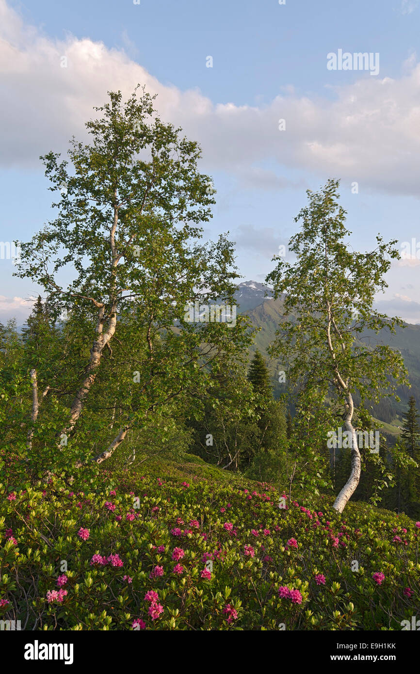 Roverella (Betulla Betula pubescens), Tirolo, Austria Foto Stock
