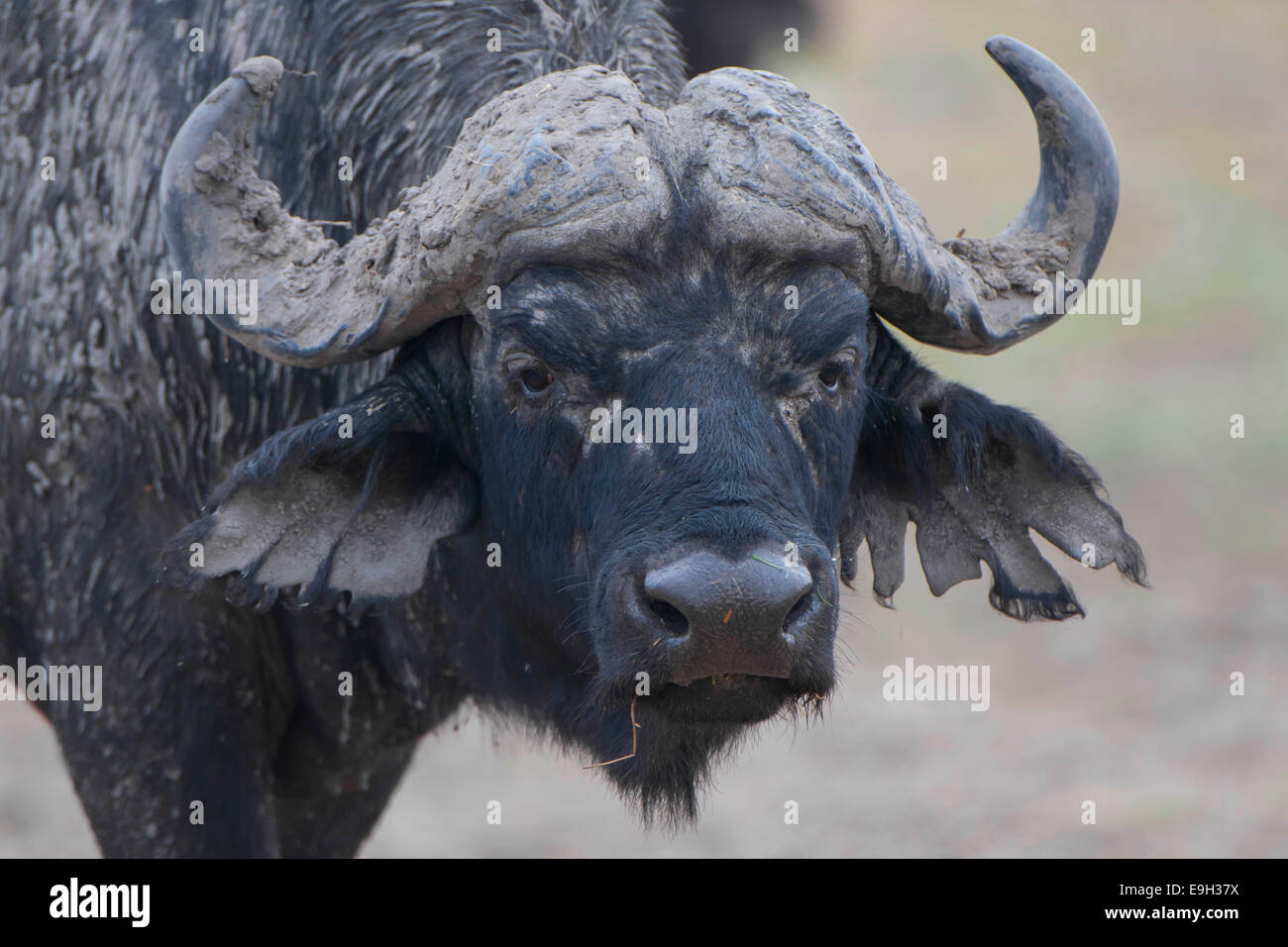 Bufalo africano o Bufalo del capo (Syncerus caffer), Chobe Waterfront, Chobe National Park, distretto nordoccidentale, Botswana Foto Stock
