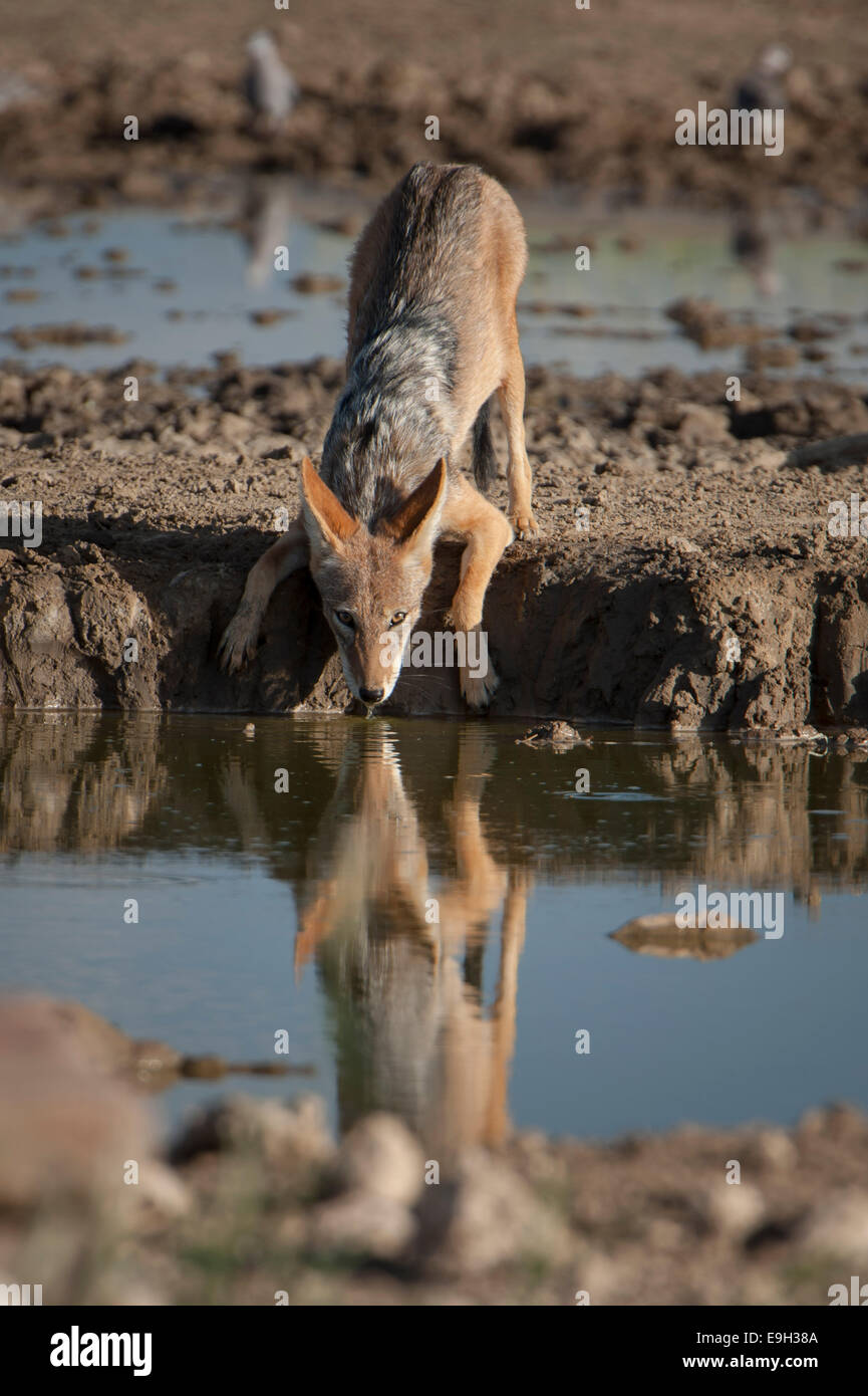Nero-backed Jackal (Canis mesomelas), Chobe National Park, Savute, distretto nordoccidentale, Botswana Foto Stock