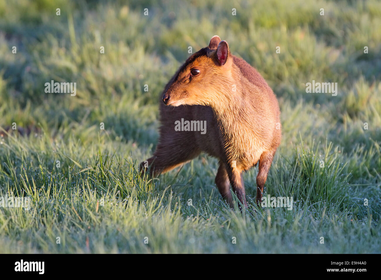 Femmina di Reeve Muntjac (Muntiacus reevesi) emergenti ad alimentare in una rugiada prato coperto di sunrise Foto Stock