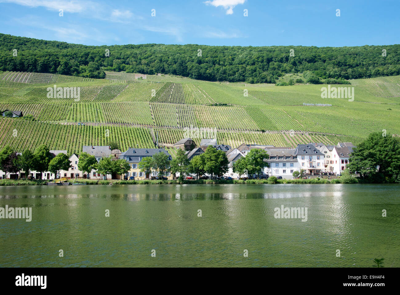 Piesport villaggio sul fiume Moselle Germania Foto Stock