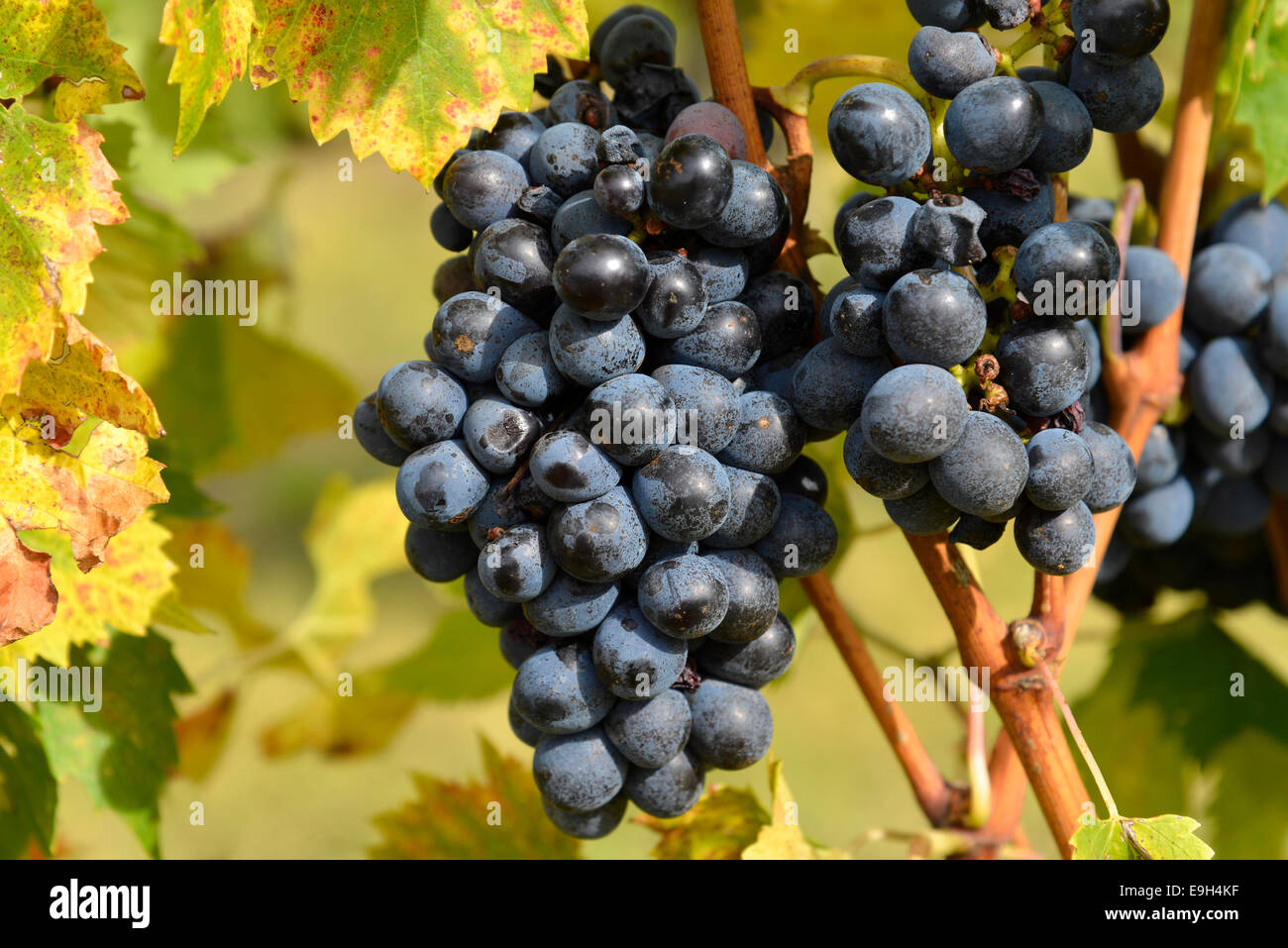Le uve, Val d'Orcia, bei Montepulciano in provincia di Siena, Toscana, Italia Foto Stock