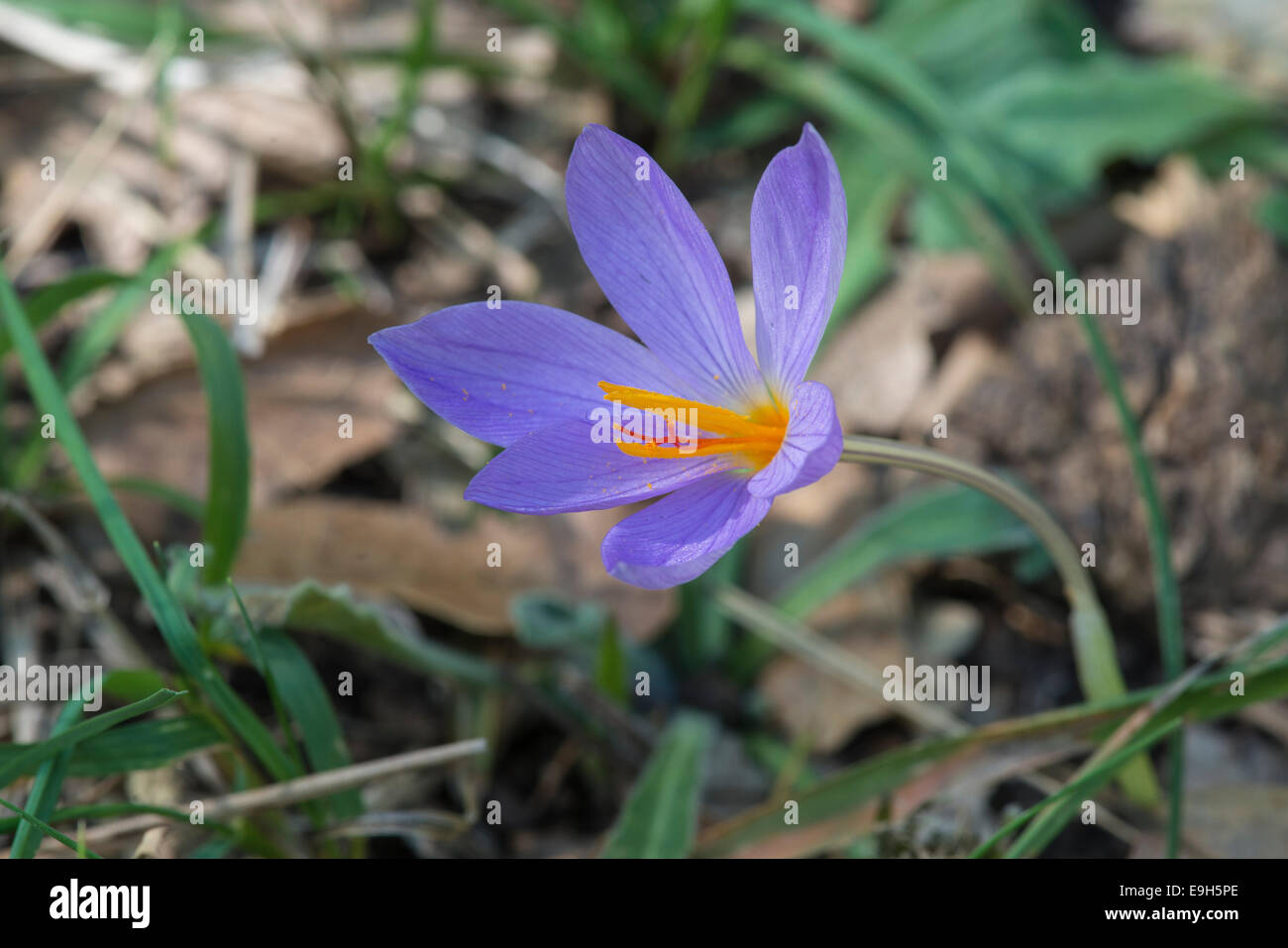 Lo zafferano (fiore Crocus sativus), Madonie Parco Naturale Regionale, Sicilia, Italia Foto Stock