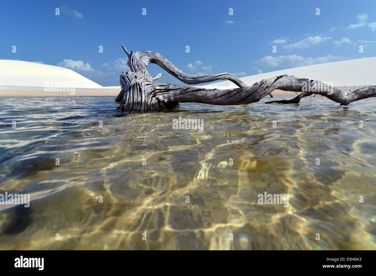 Albero morto in una laguna di acqua dolce, Parque Nacional dos Lençóis Maranhenses o Lençóis Maranhenses National Park, il Maranhão Foto Stock