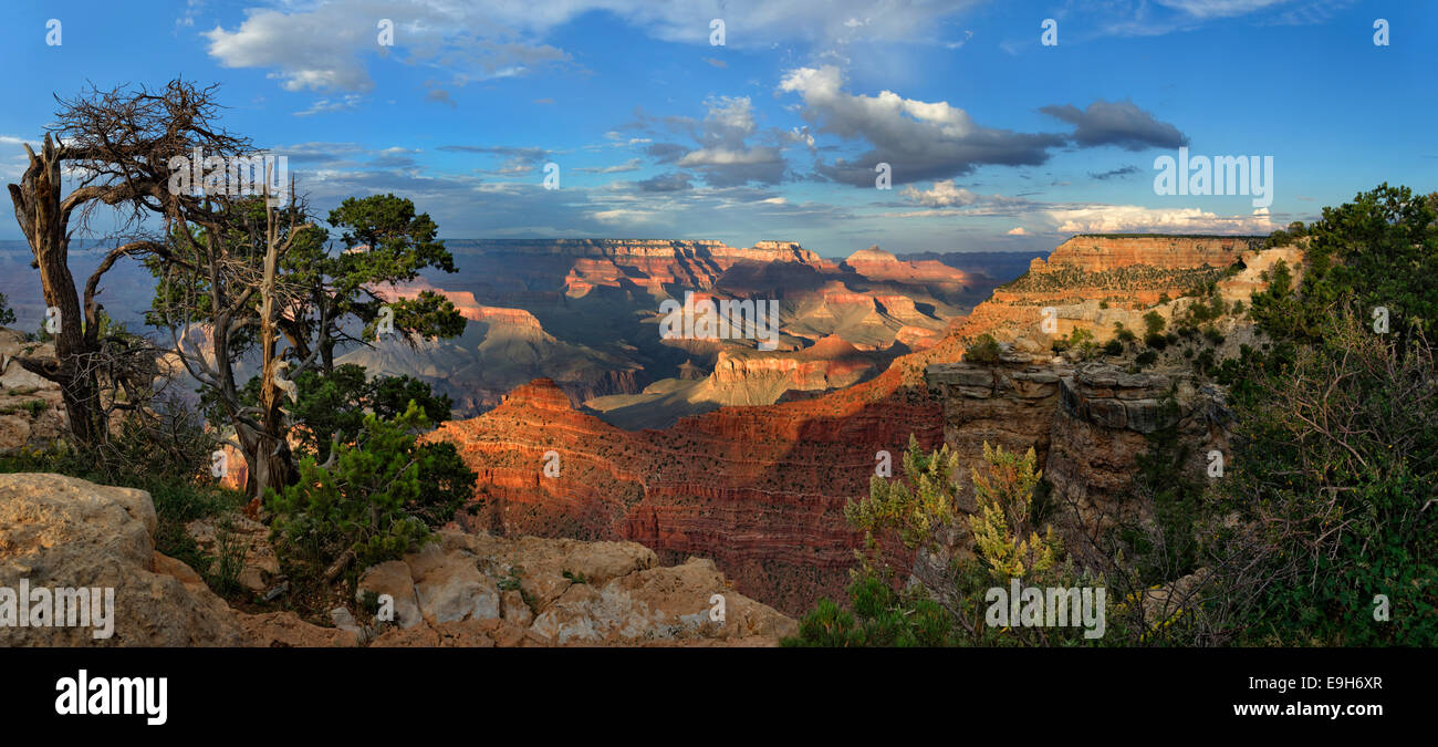 Nodose vecchio pino (pinus) al Grand Canyon, punto di visualizzazione Mather Point, South Rim Grand Canyon a Tusayan, Arizona, Stati Uniti d'America Foto Stock
