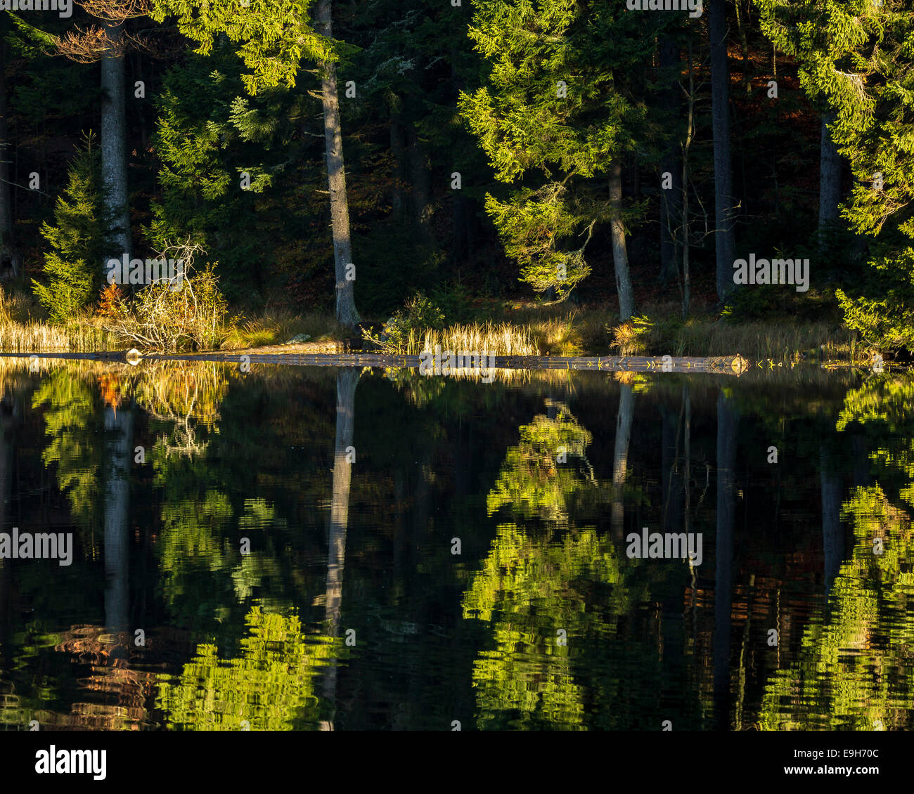 Großer Arbersee lake, il Parco Nazionale della Foresta Bavarese, Baviera, Germania Foto Stock