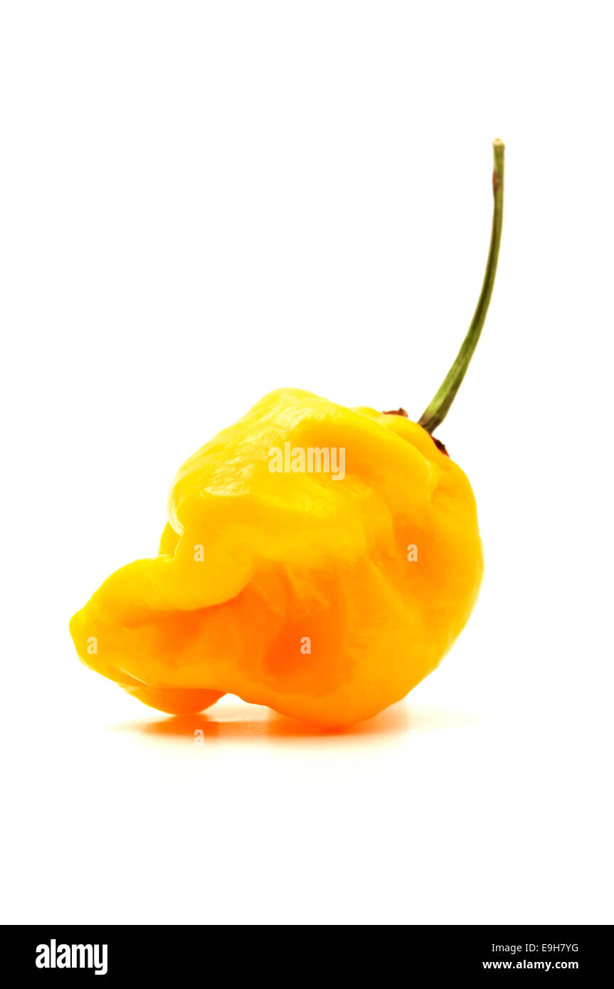 Giallo habanero peperoncino su sfondo bianco Foto Stock