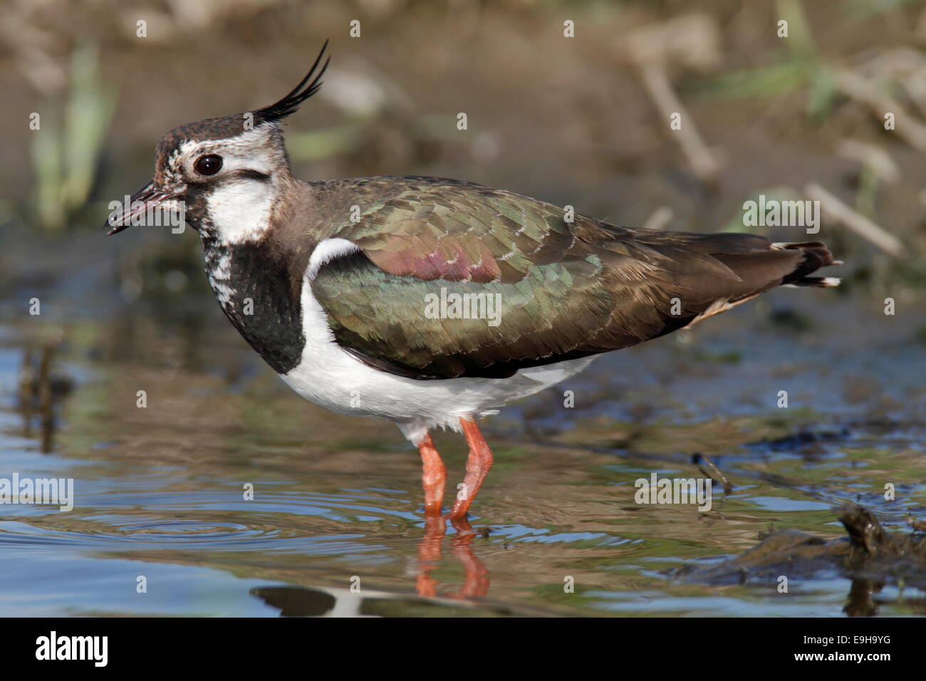 Pavoncella (Vanellus vanellus) in piedi in acqua, Bassa Sassonia, Germania Foto Stock