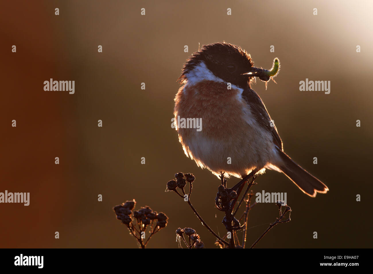 European Stonechat (Saxicola rubicola), retroilluminato maschio con preda, su un pesce persico, Sassonia-Anhalt, Germania Foto Stock