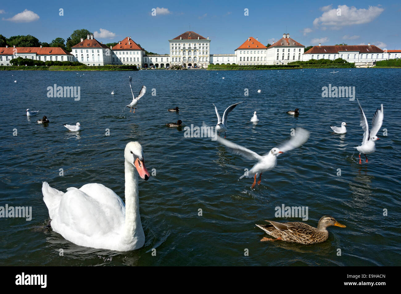 Cigni (Cygnus olor) e altri uccelli acquatici sul palazzo canal, dietro il lato est del palazzo di Nymphenburg Monaco di Baviera Foto Stock
