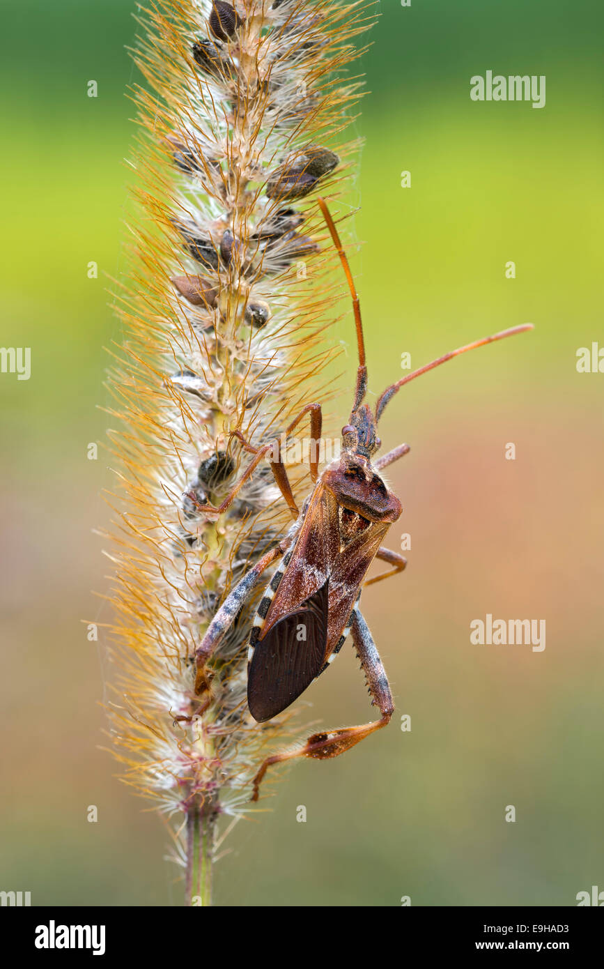 Western conifera-seme Bug (Leptoglossus occidentalis), Burgenland, Austria Foto Stock