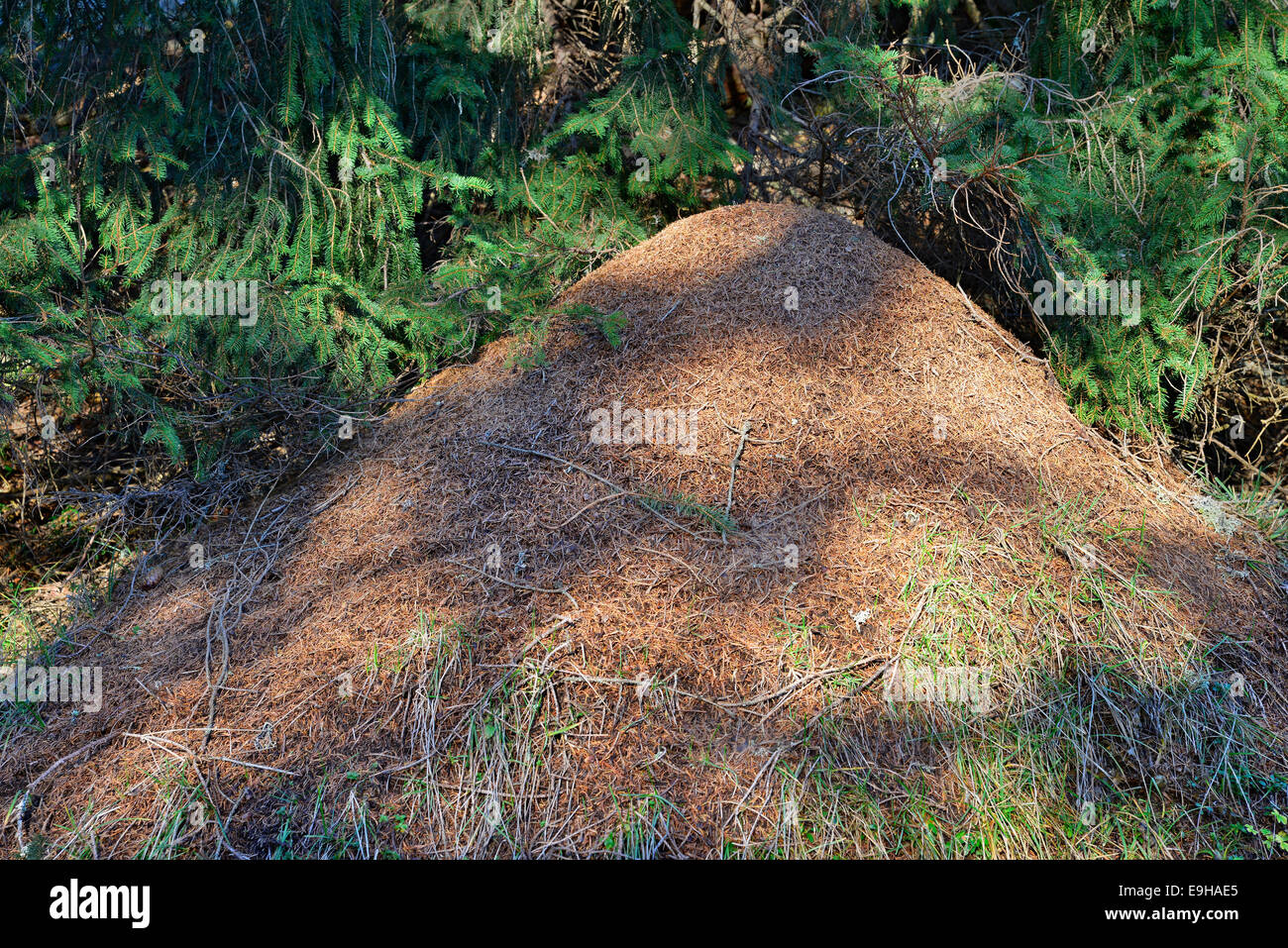 Formicaio di Big Red Wood Ant (formica rufa), Tirolo, Austria Foto Stock