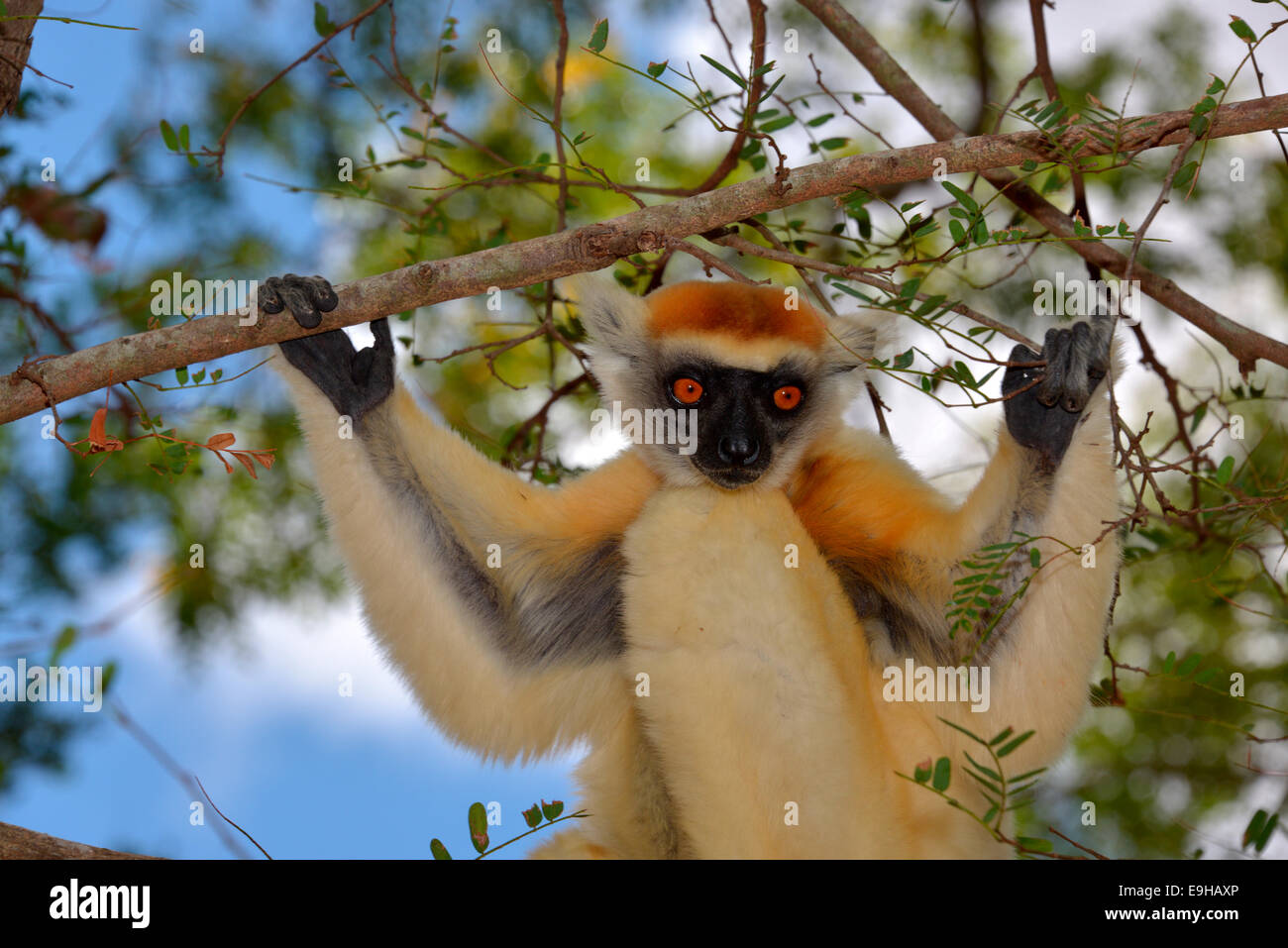 Golden-crowned sifaka(Propithecus tattersalli), Daraina Riserva Naturale, Madagascar Foto Stock