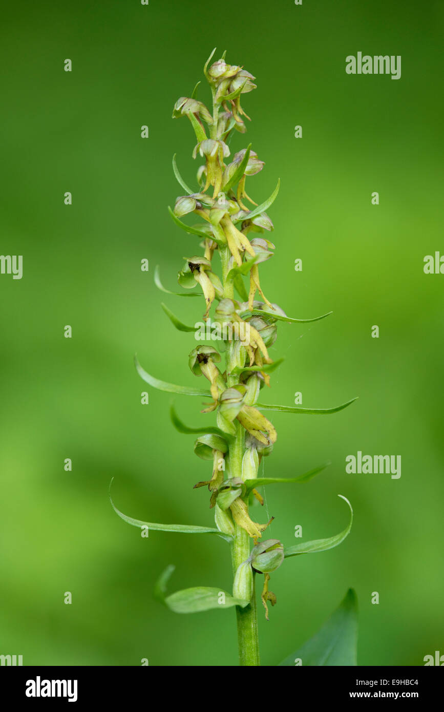 Frog Orchid (Coeloglossum viride), fiore, Turingia, Germania Foto Stock