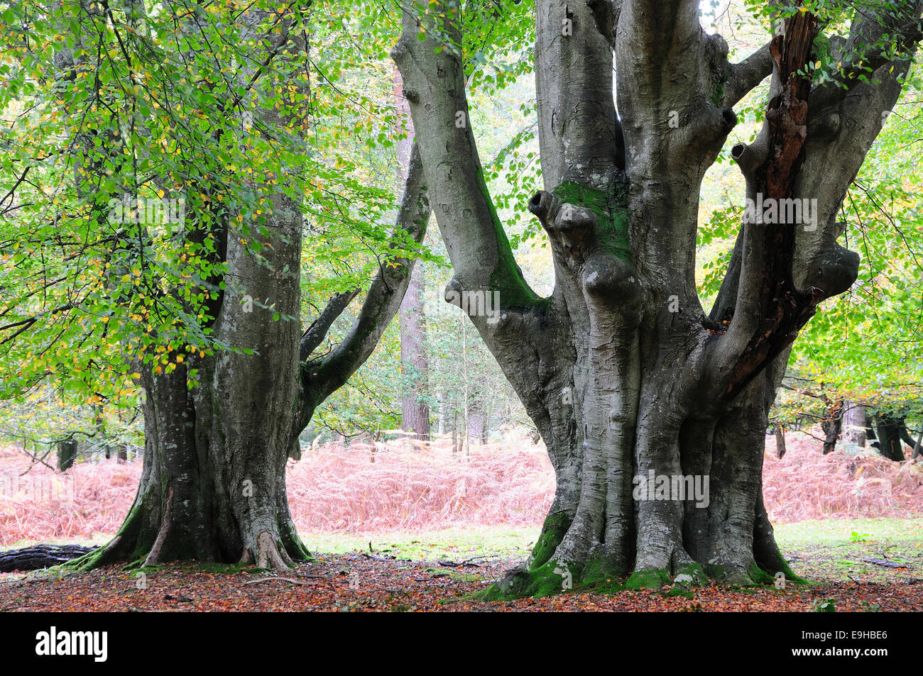 Antichi faggi in Marco legno di frassino, New Forest, Hampshire, Regno Unito Foto Stock