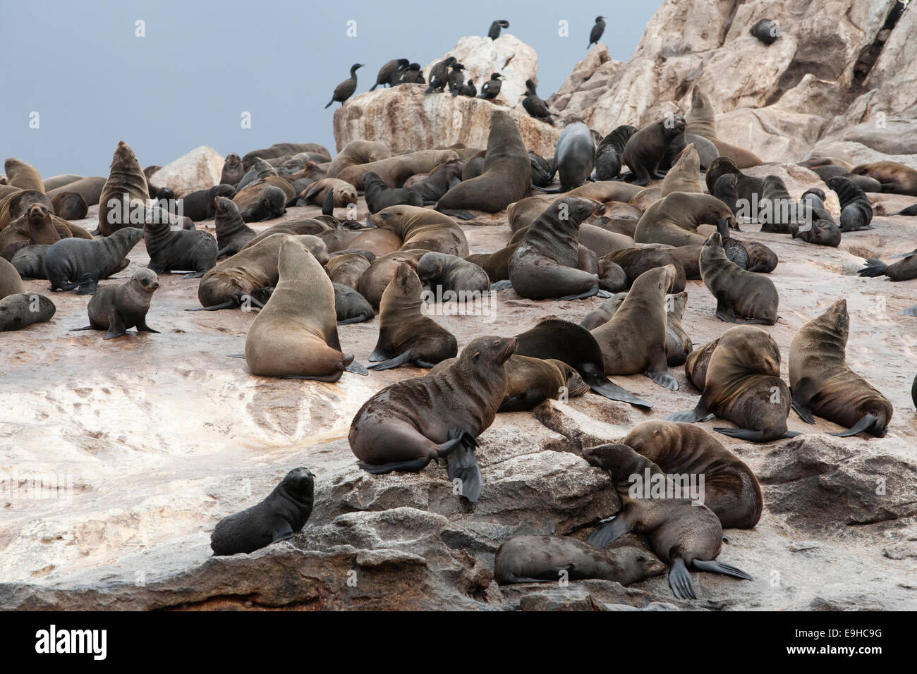 South African (capo) foche, Arctocephalus pusillus pusillus, Guarnizione Isola, False Bay, Western Cape, Sud Africa Foto Stock