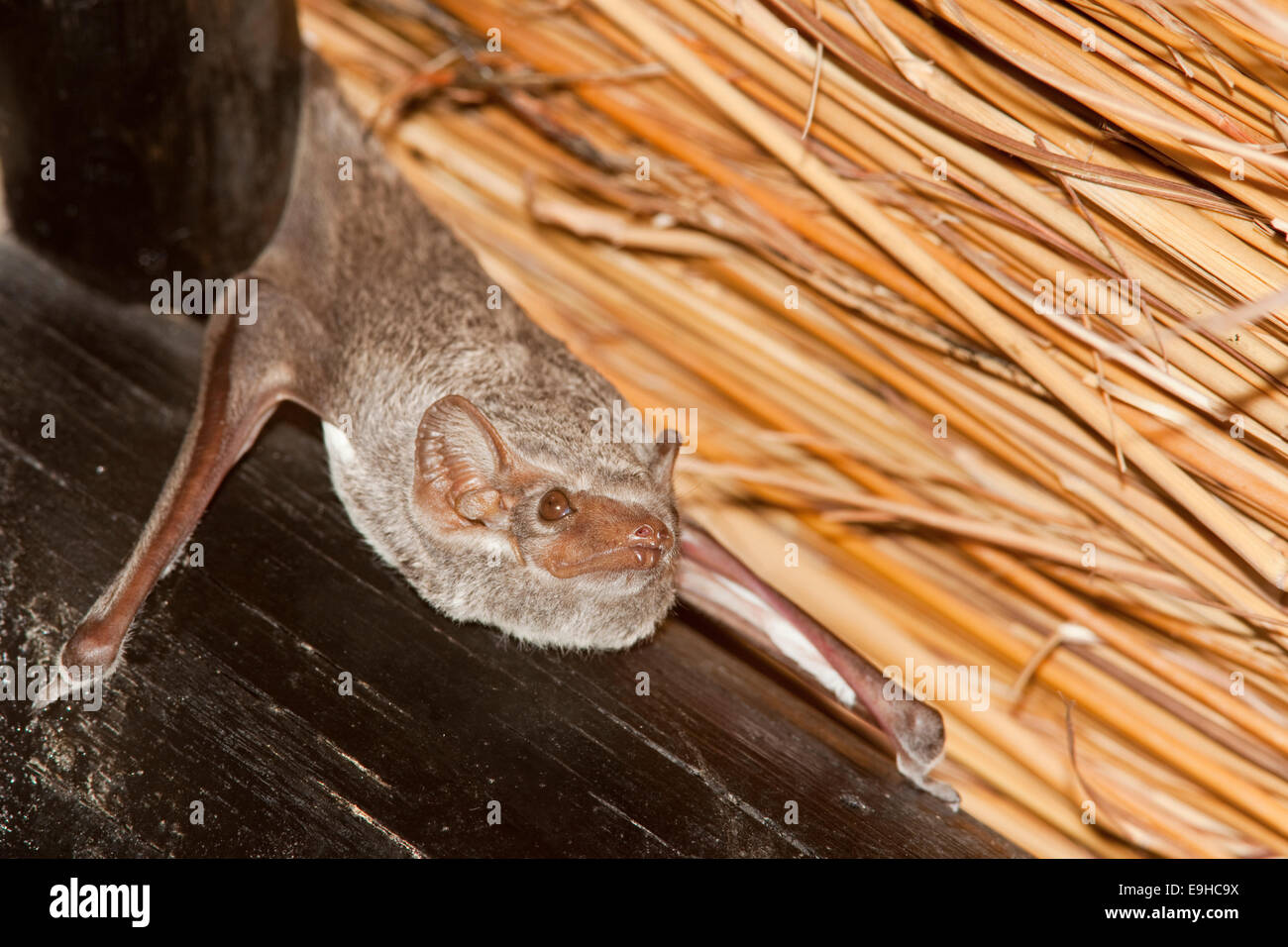 Tomba di Maurizio bat, Taphozous mauritianus, sono ' appollaiati sulla parete verticale, Phinda Game Reserve, Kwazulu Natal, Sud Africa Foto Stock