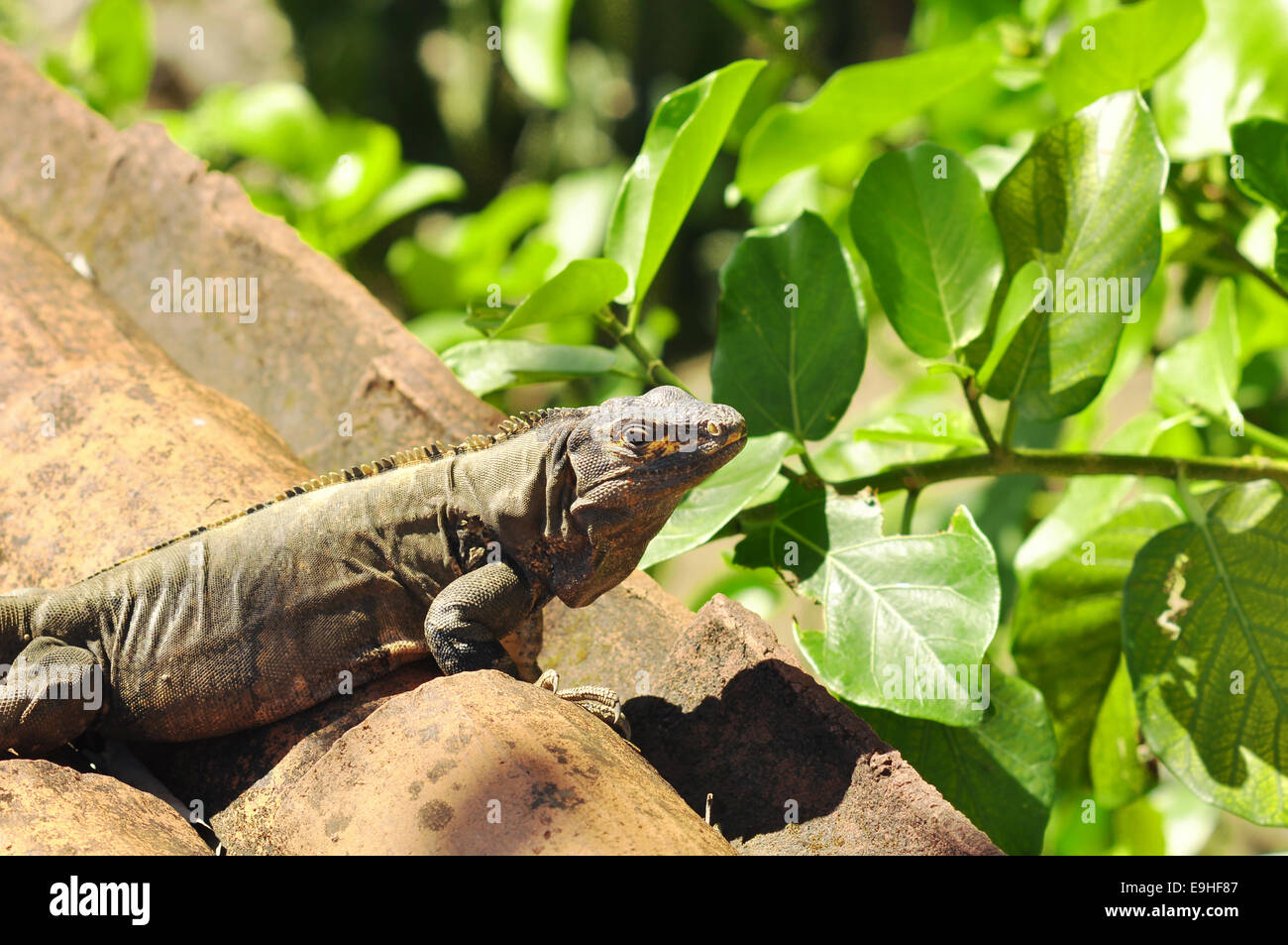 Grossa iguana sulle rocce della Costa Rica Foto Stock