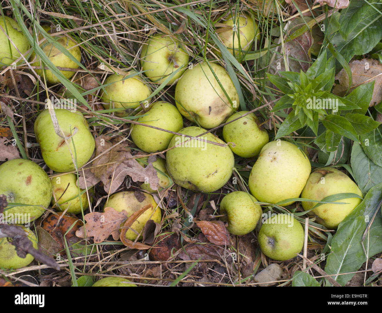 Mele mature sul terreno Foto Stock