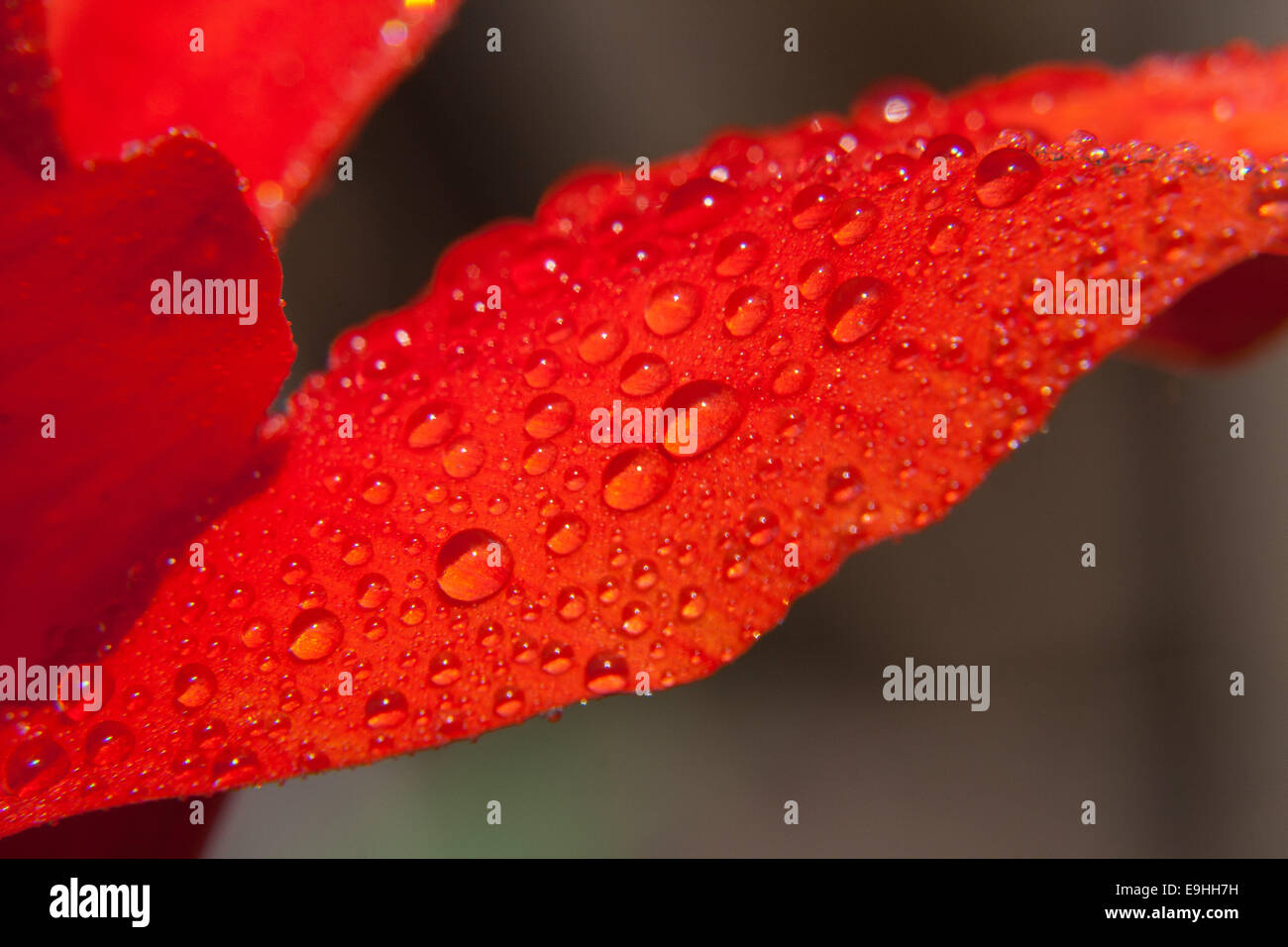 Wet petalo di fiore Foto Stock