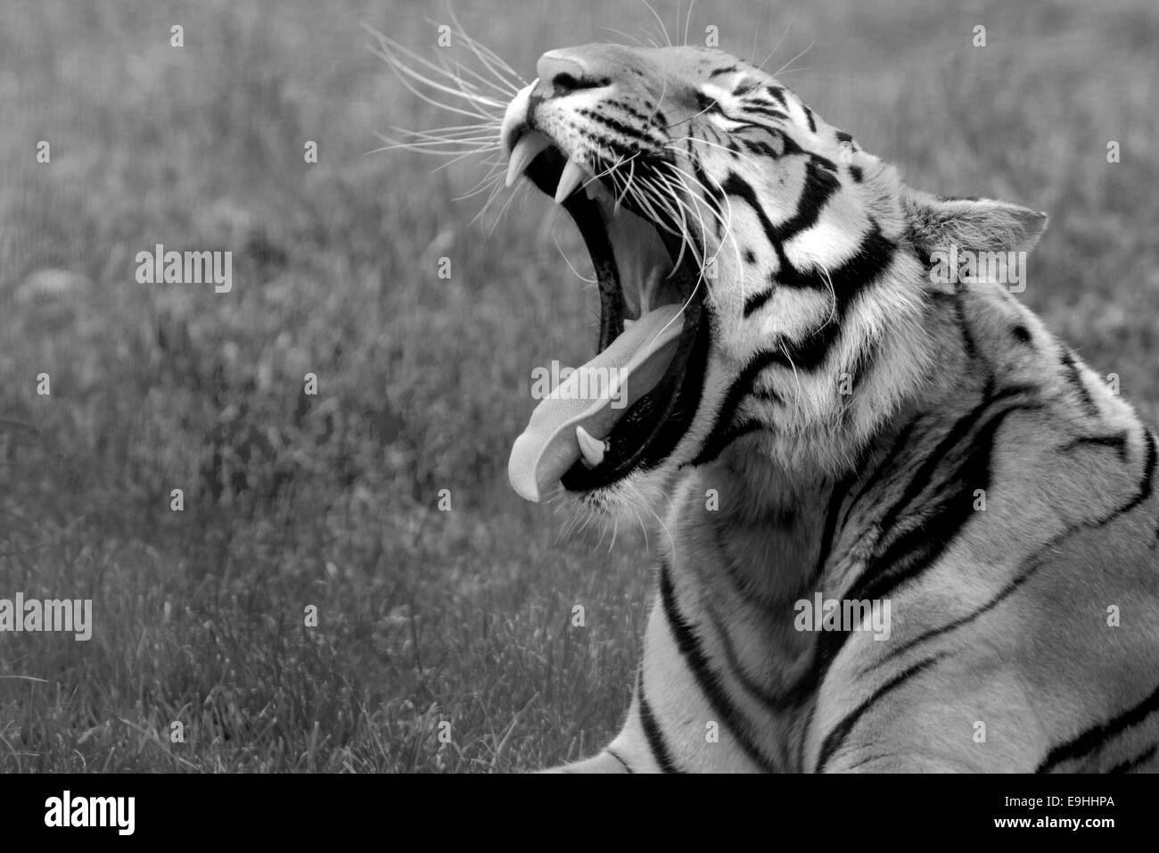 Tiger sbadigliare solo dopo aver terminato il suo pranzo. Il tempo di riposo. Foto Stock